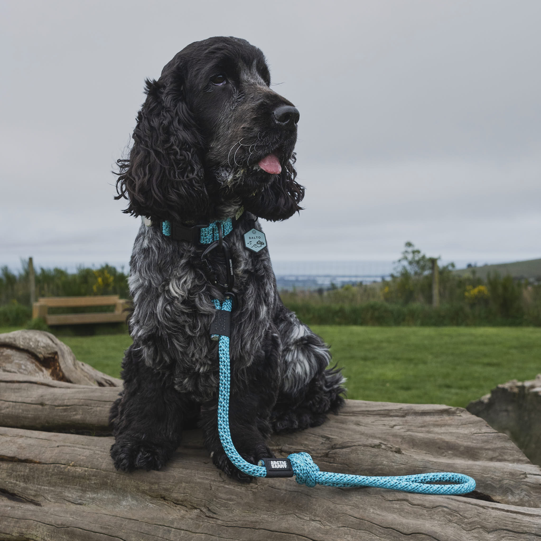 Pukaki City Walker Dog Traffic Leash