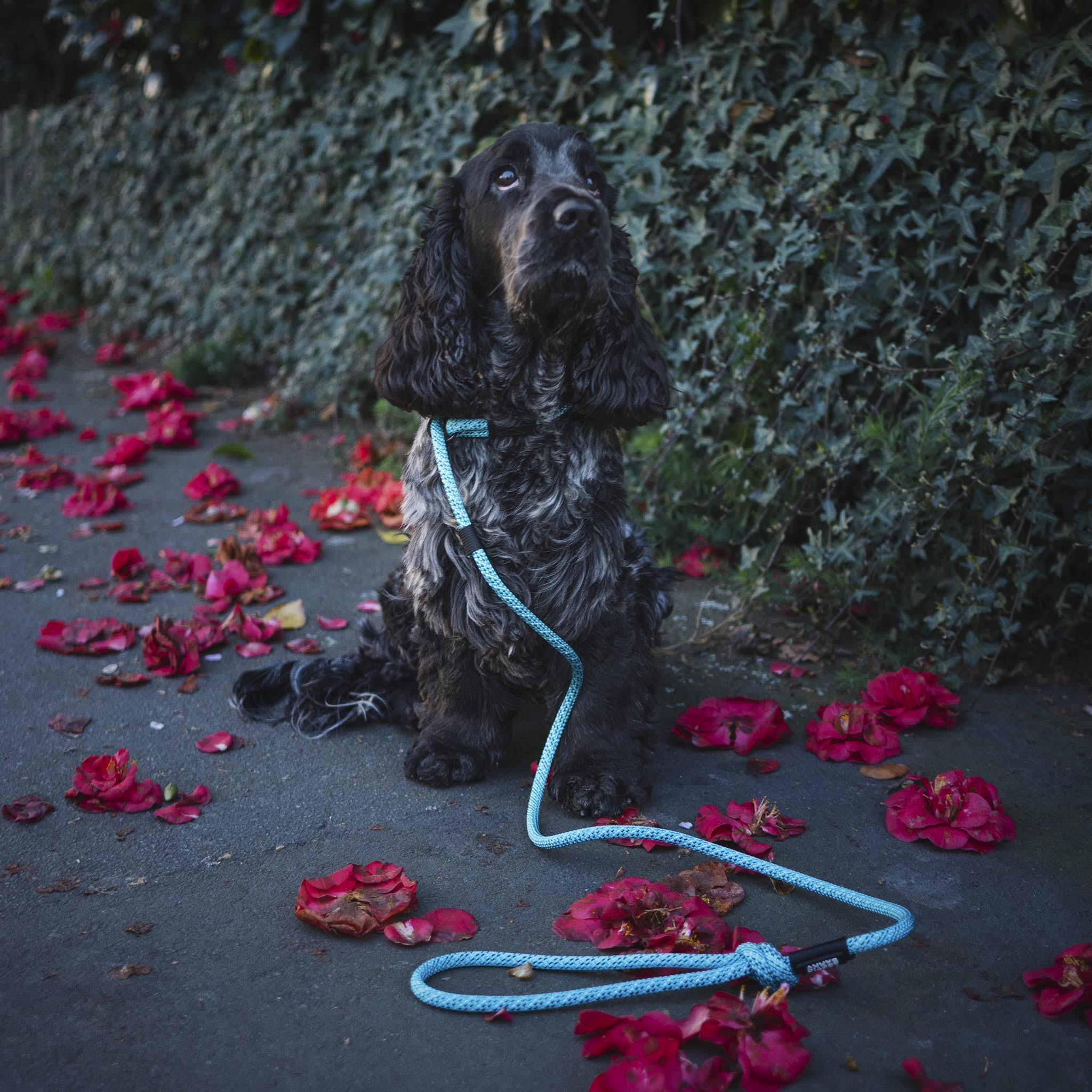 Pukaki Dog Slip Leash