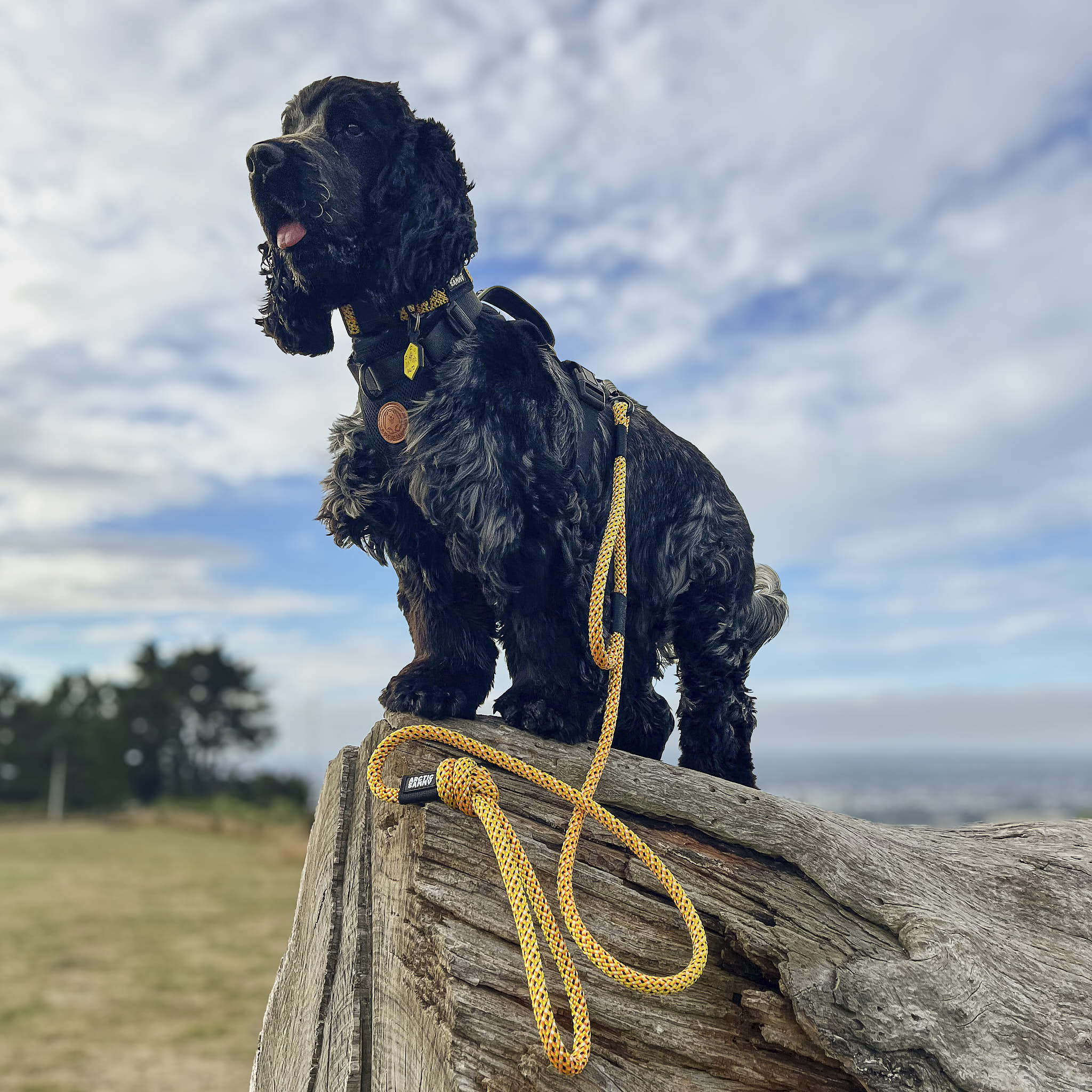 Raglan Rope Dog Leash with Traffic Handle