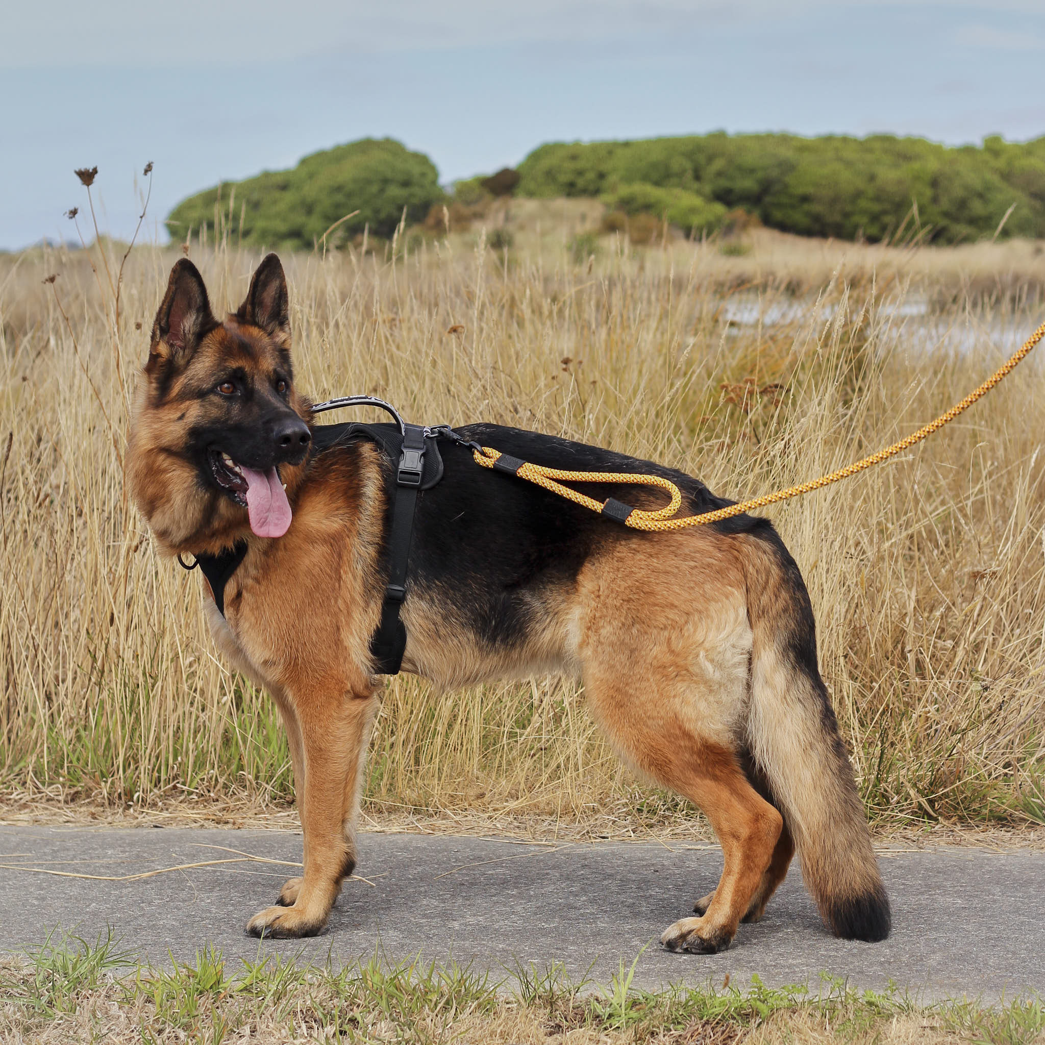 Raglan Rope Dog Leash with Traffic Handle