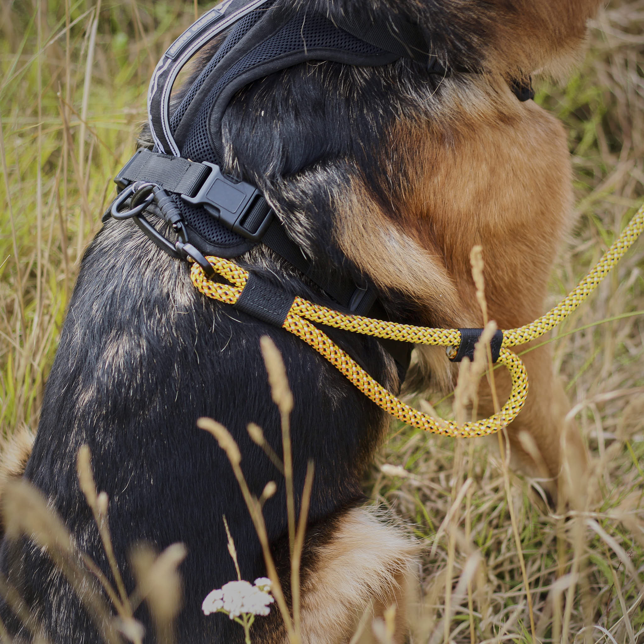 Raglan Rope Dog Leash with Traffic Handle