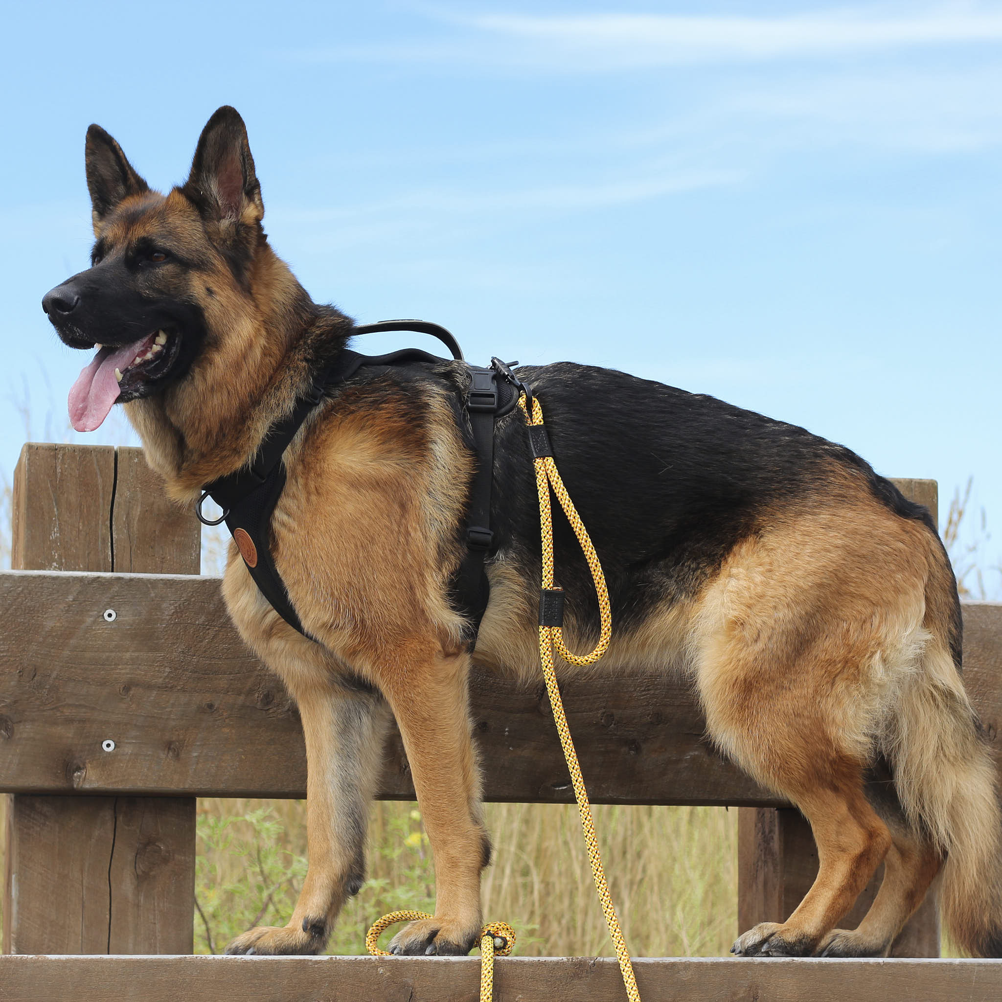 Raglan Rope Dog Leash with Traffic Handle