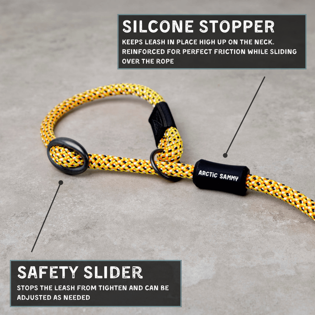 Raglan Dog Slip Leash