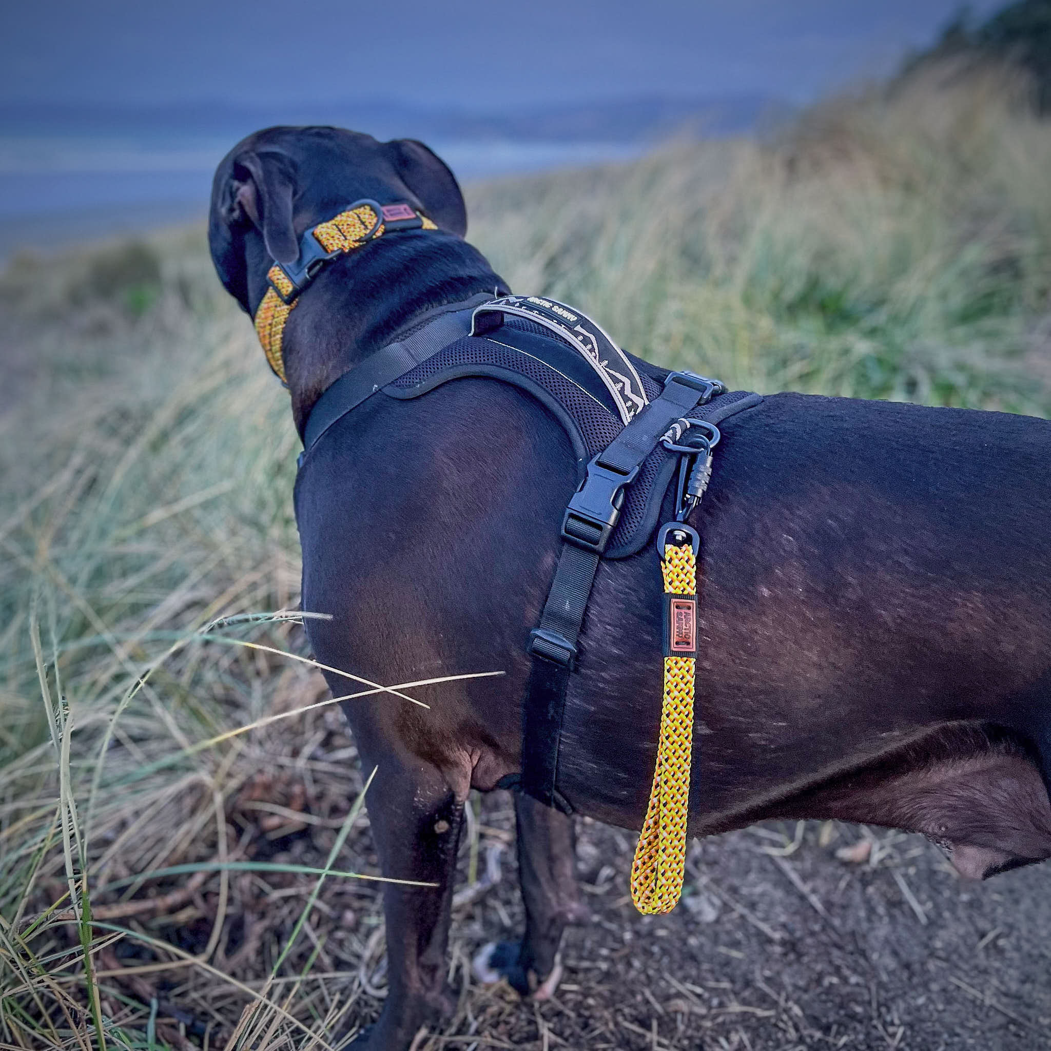 Arctic Sammy Transfer Leash