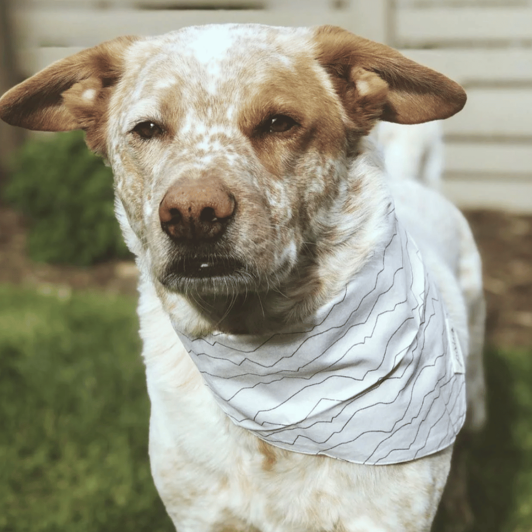 dog bandana