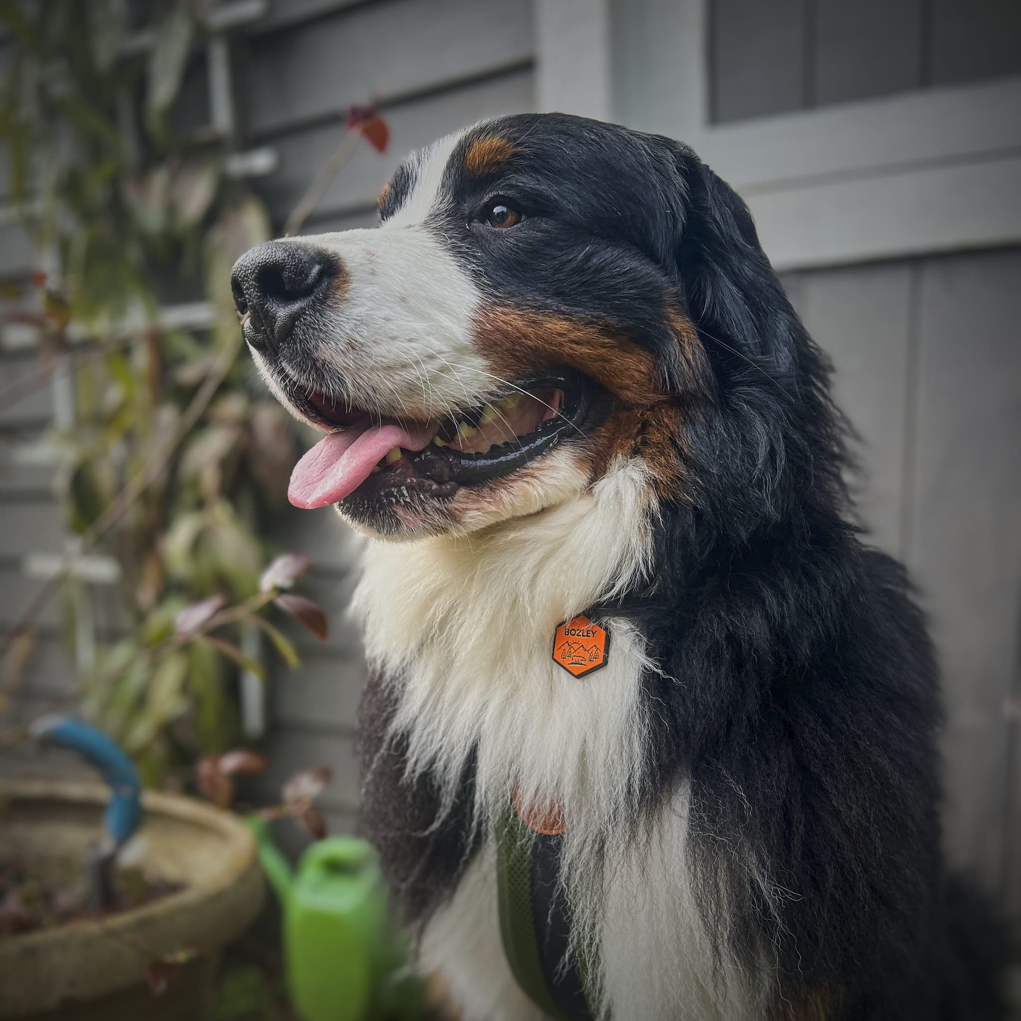 Dog ID Tag - Marley