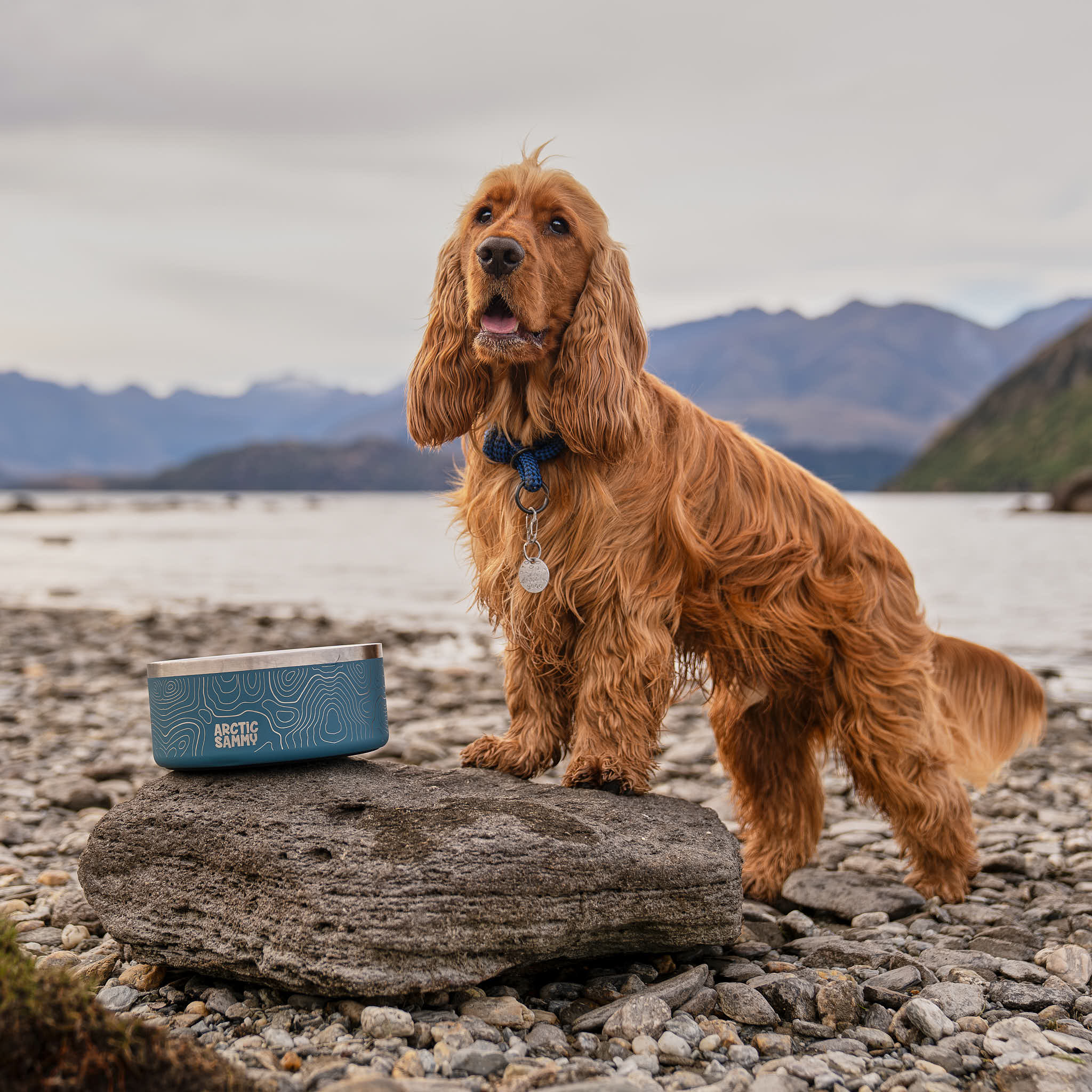 Teal Stainless Steel Dog Bowl