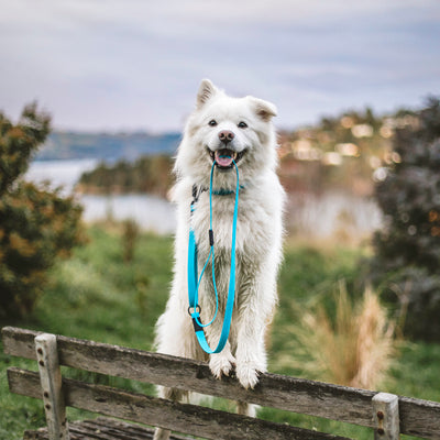 Teal Terraflow Traffic Handle Leash