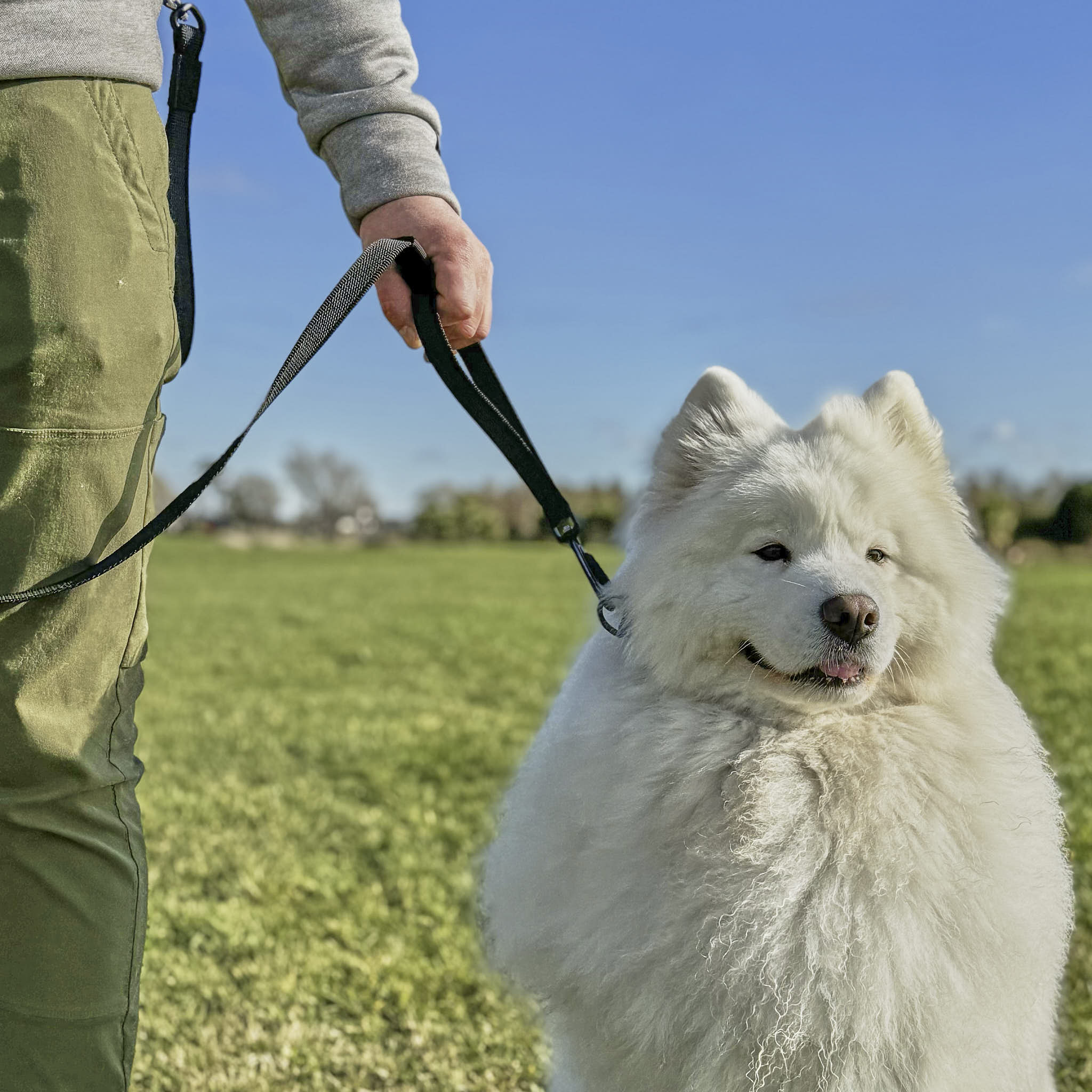 Black Train and Recall Long Line Dog Leash