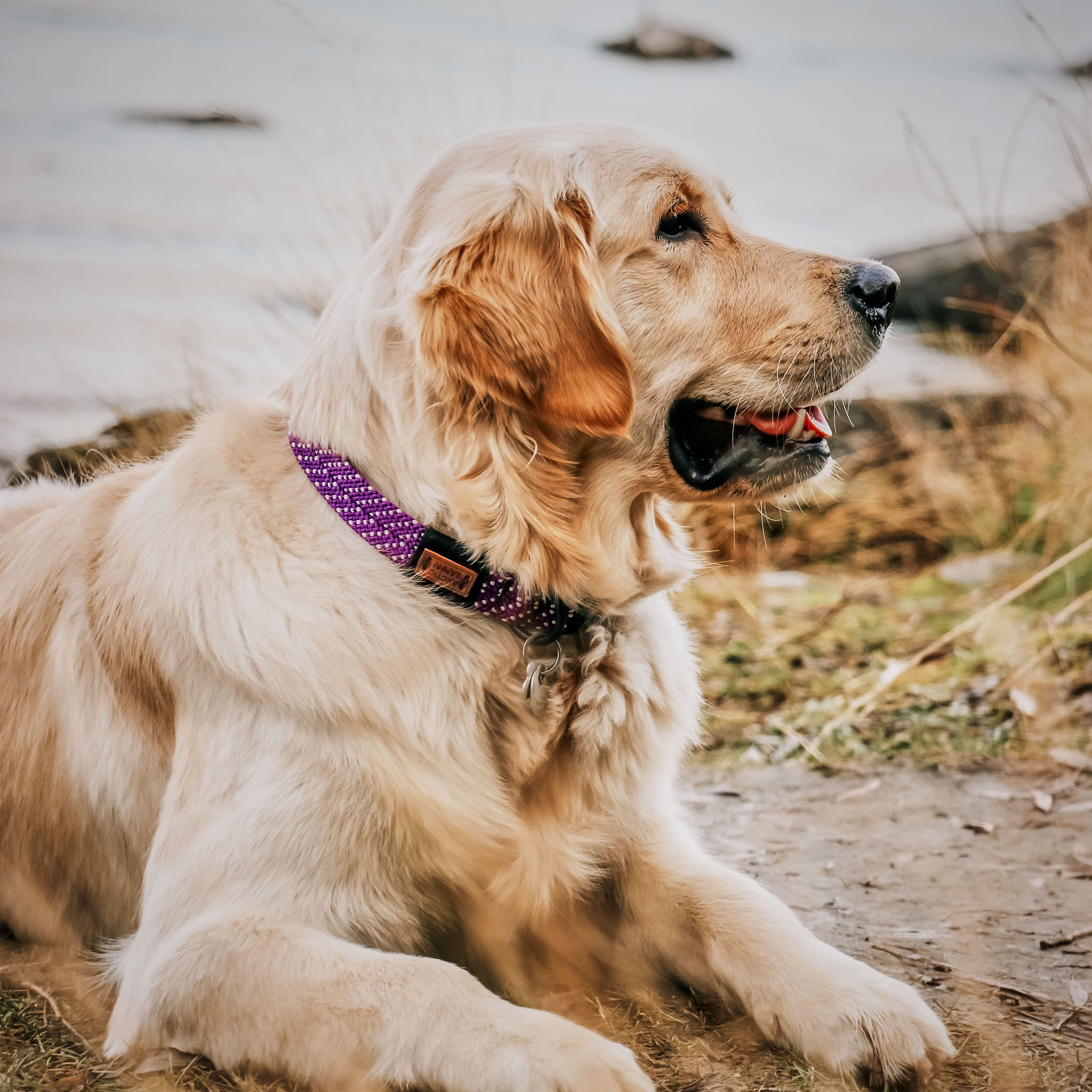 Waihi Dog Collar