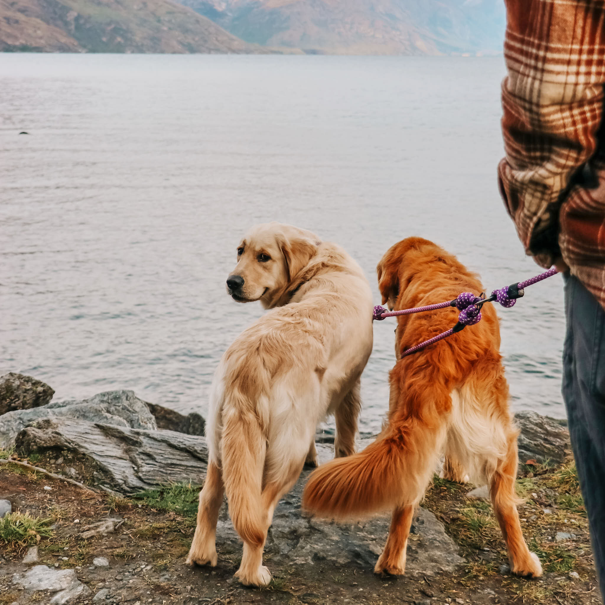 Waihi Dog Leash