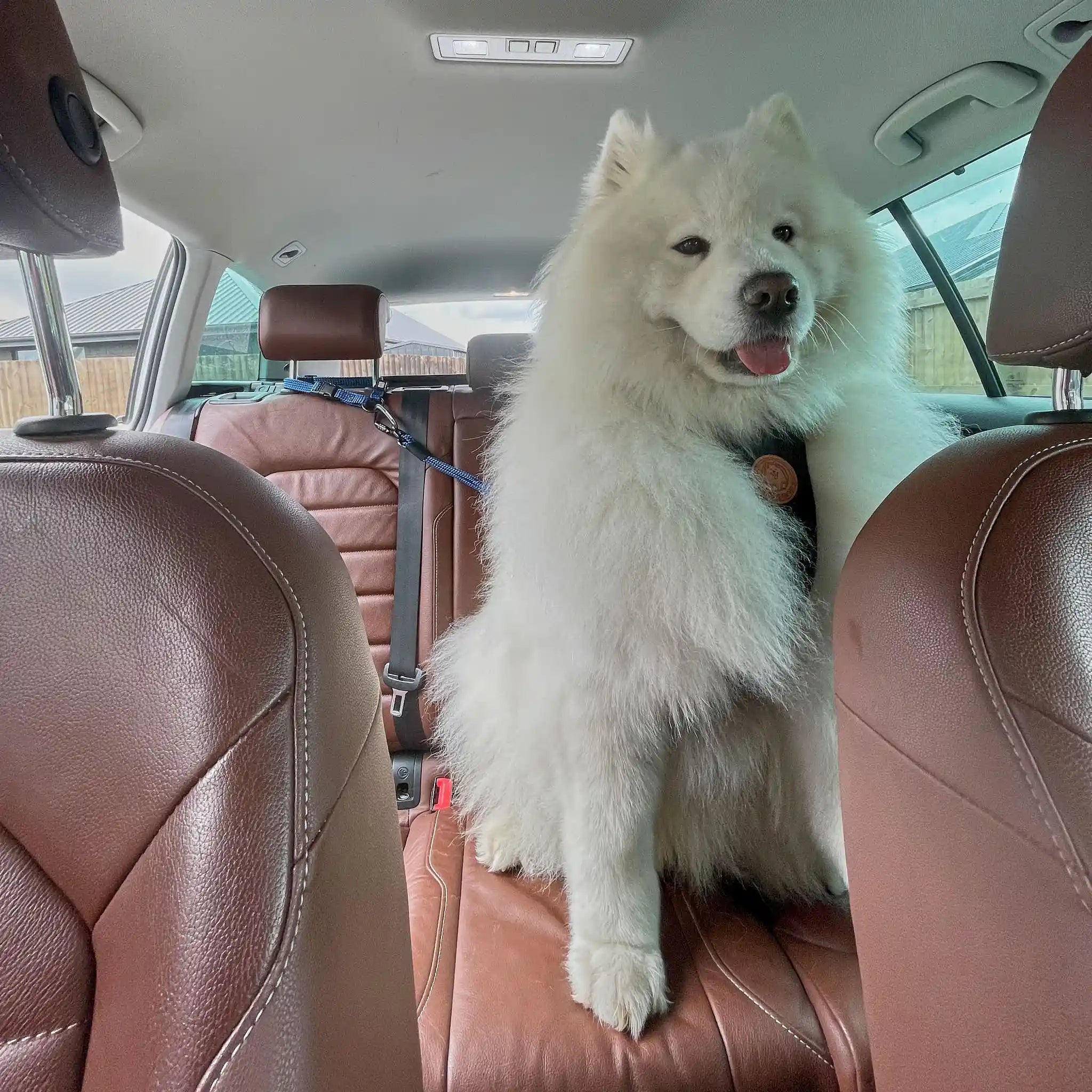 3-in-1 Dog Car Tether Benmore