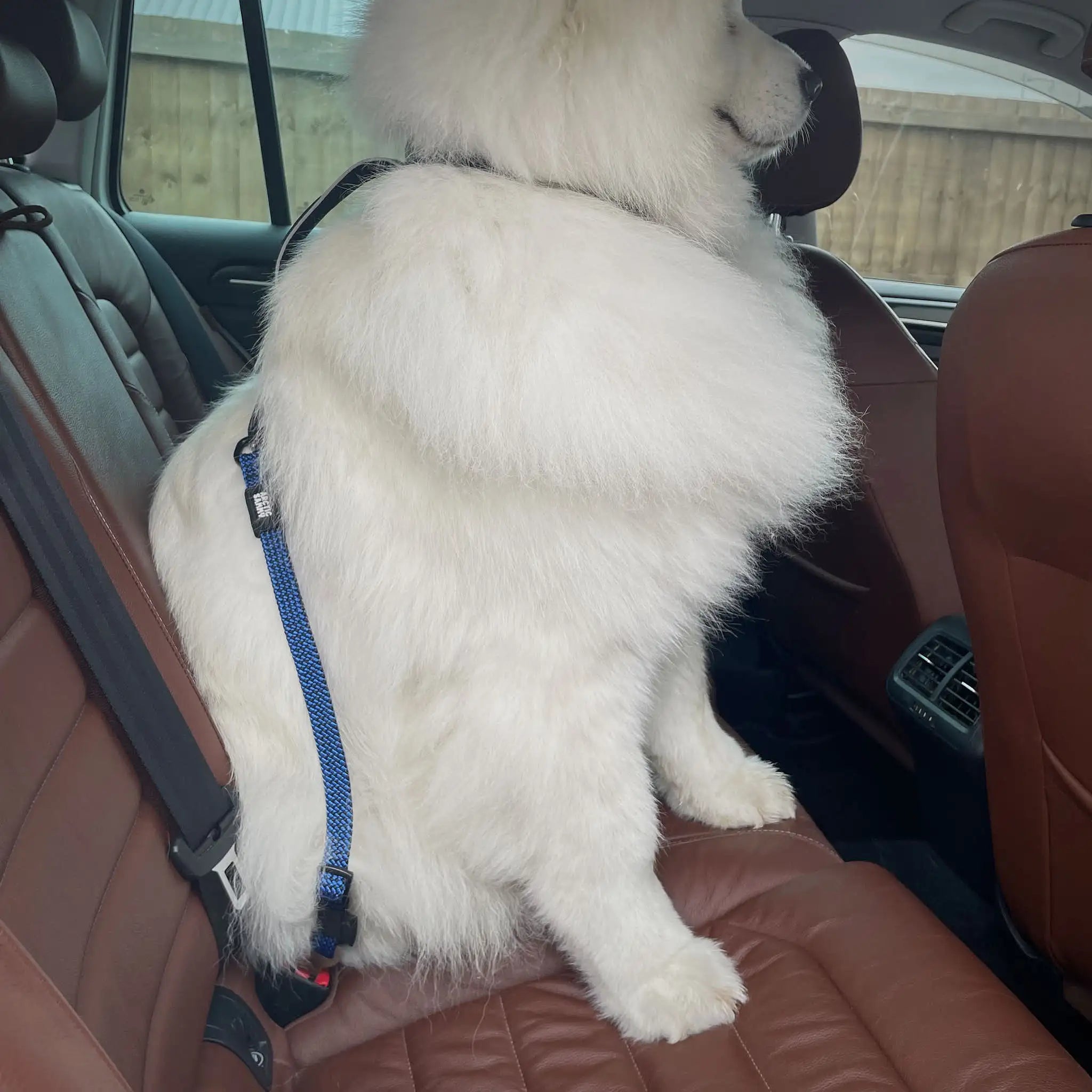 3-in-1 Dog Car Tether Mackenzie