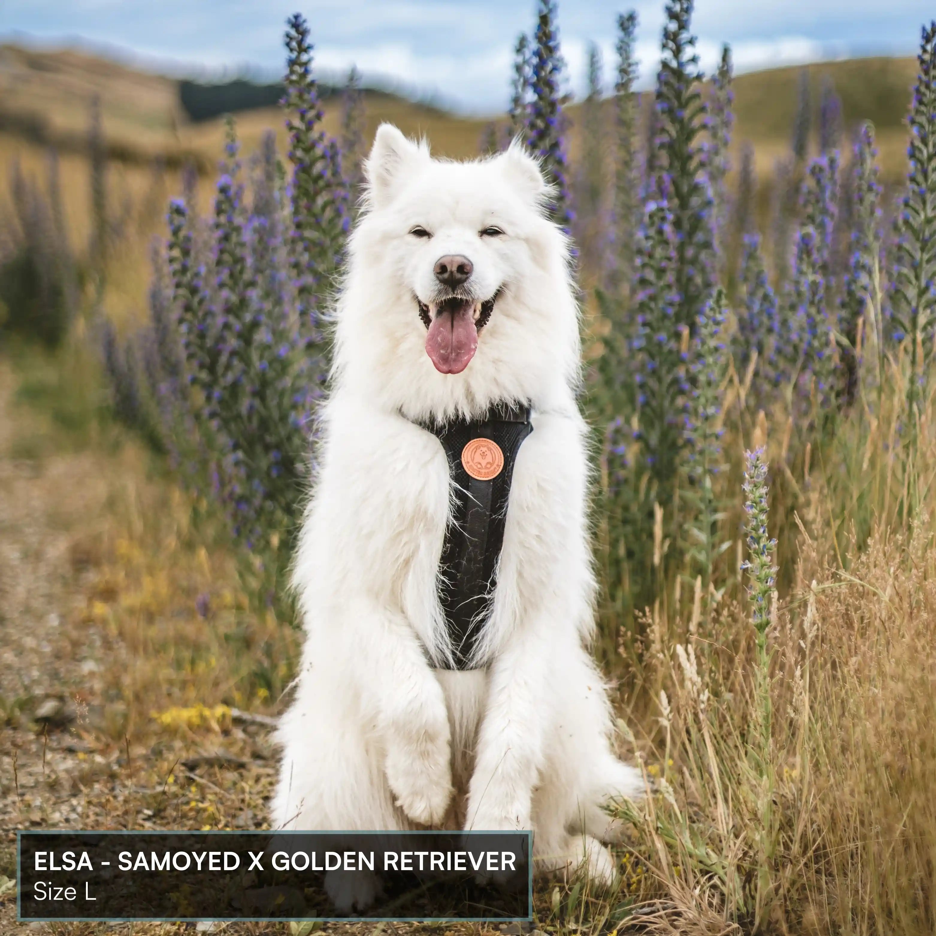 Arctic Sammy Adventure Dog Harness - Black