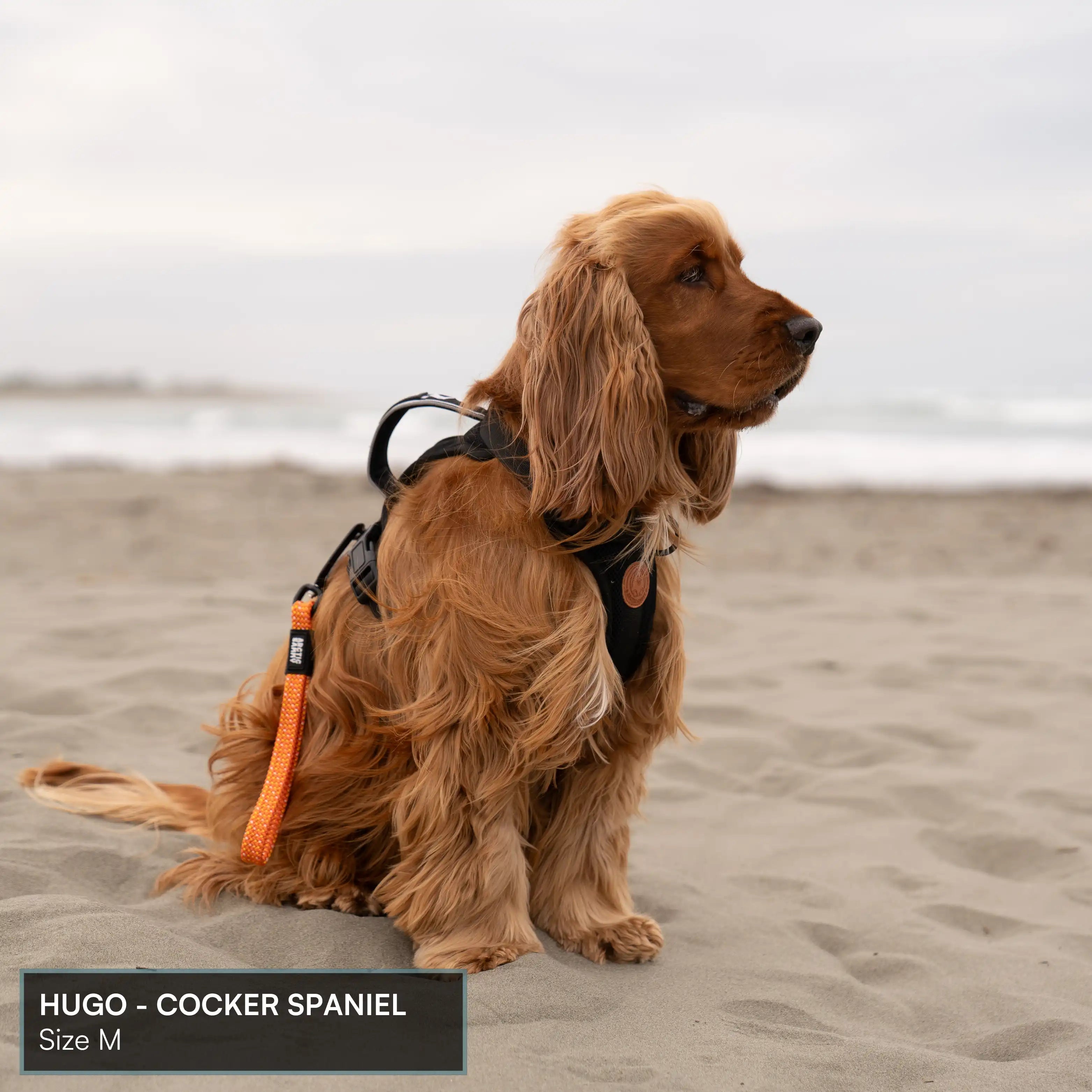 Arctic Sammy Adventure Dog Harness - Black