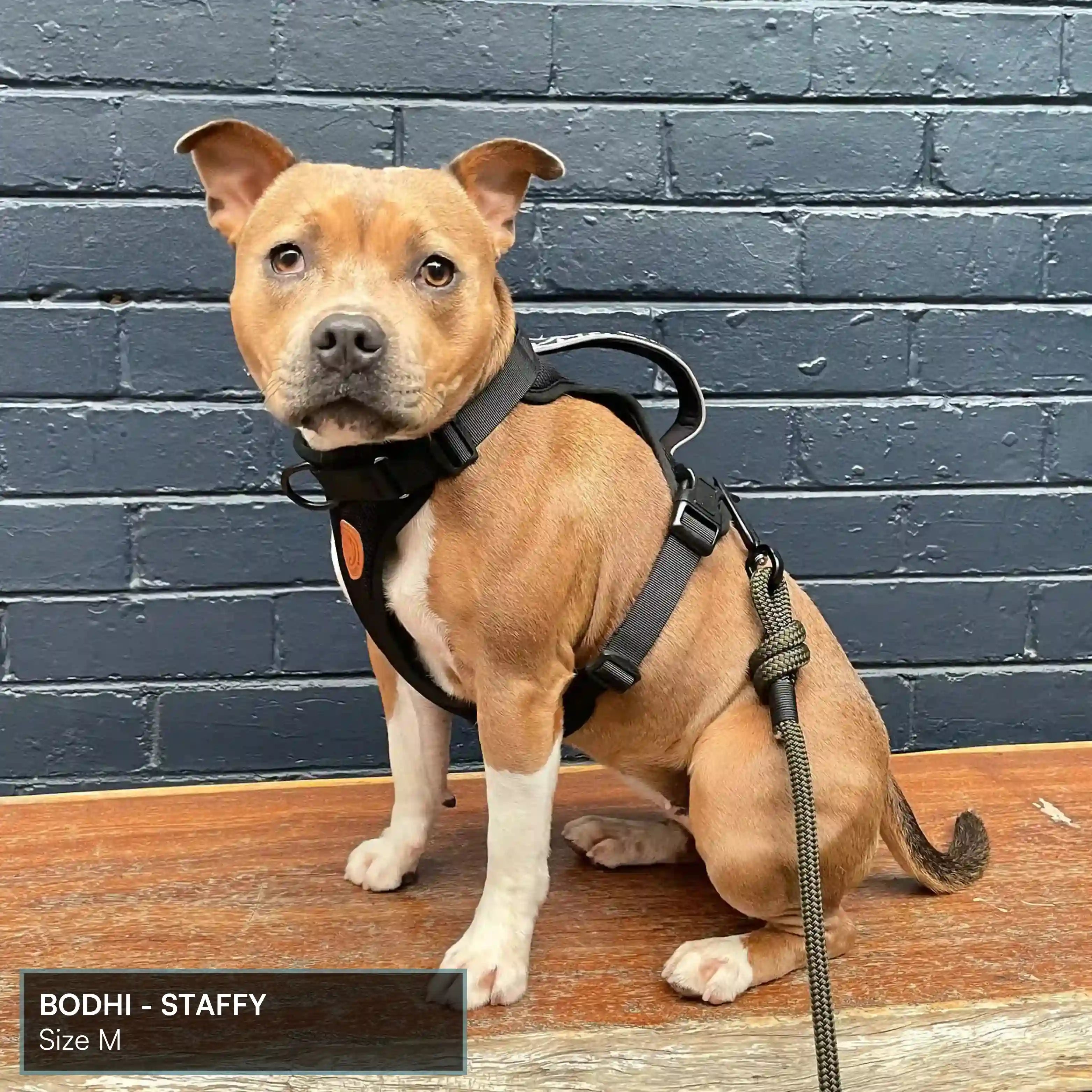 Arctic Sammy Adventure Dog Harness - Black