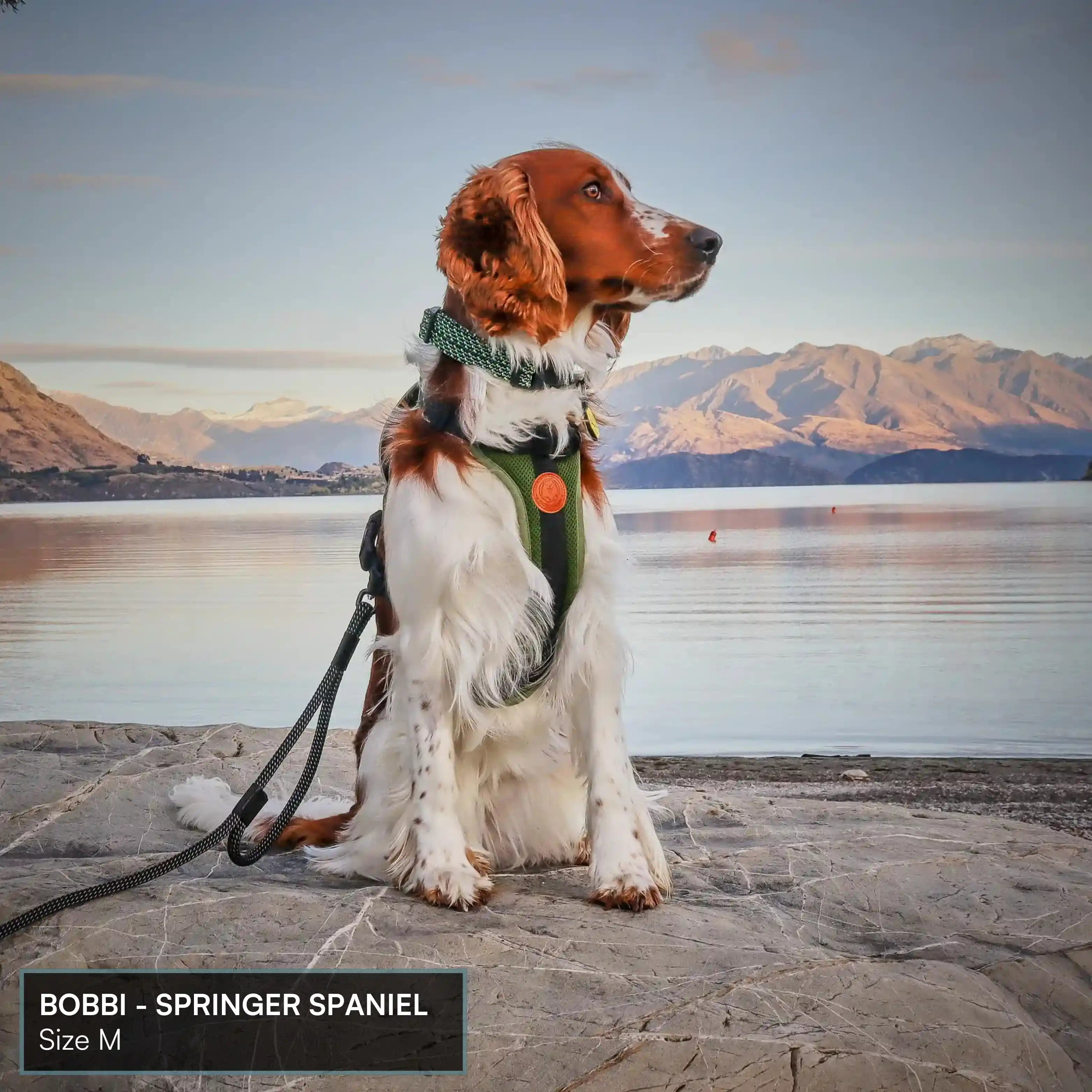 Arctic Sammy Adventure Dog Harness - Black