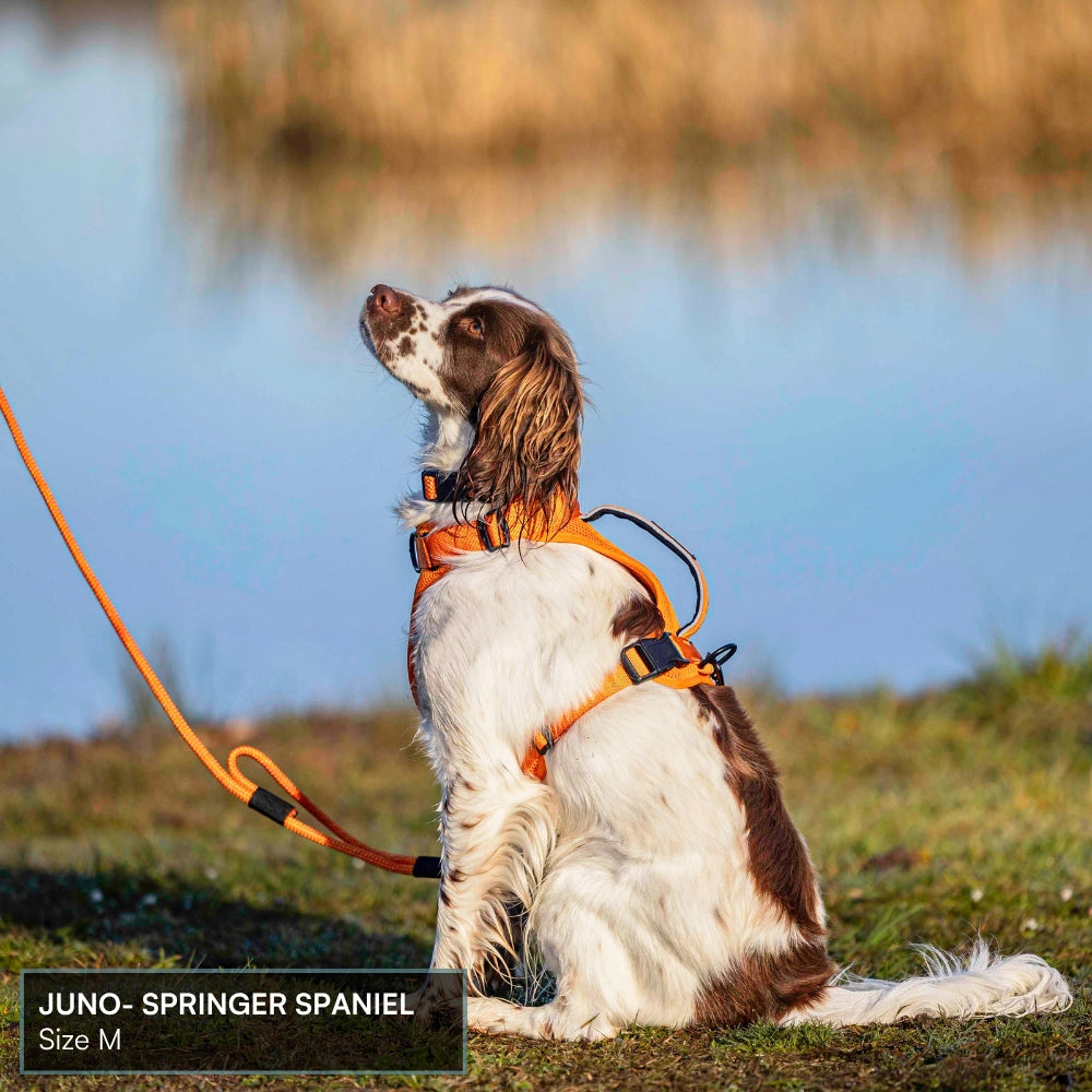 Arctic Sammy Adventure Dog Harness - Orange