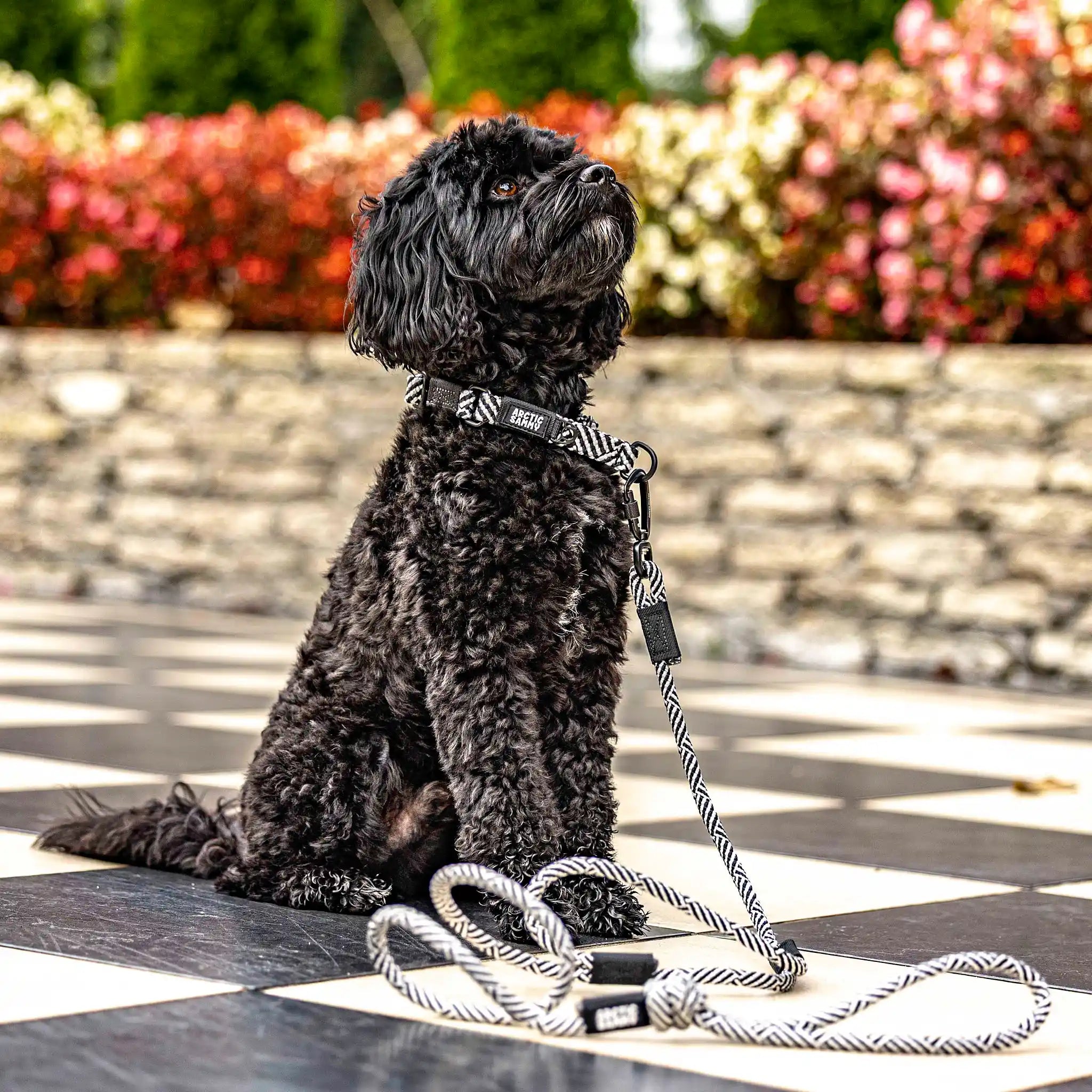 Aoraki Martingale Collar