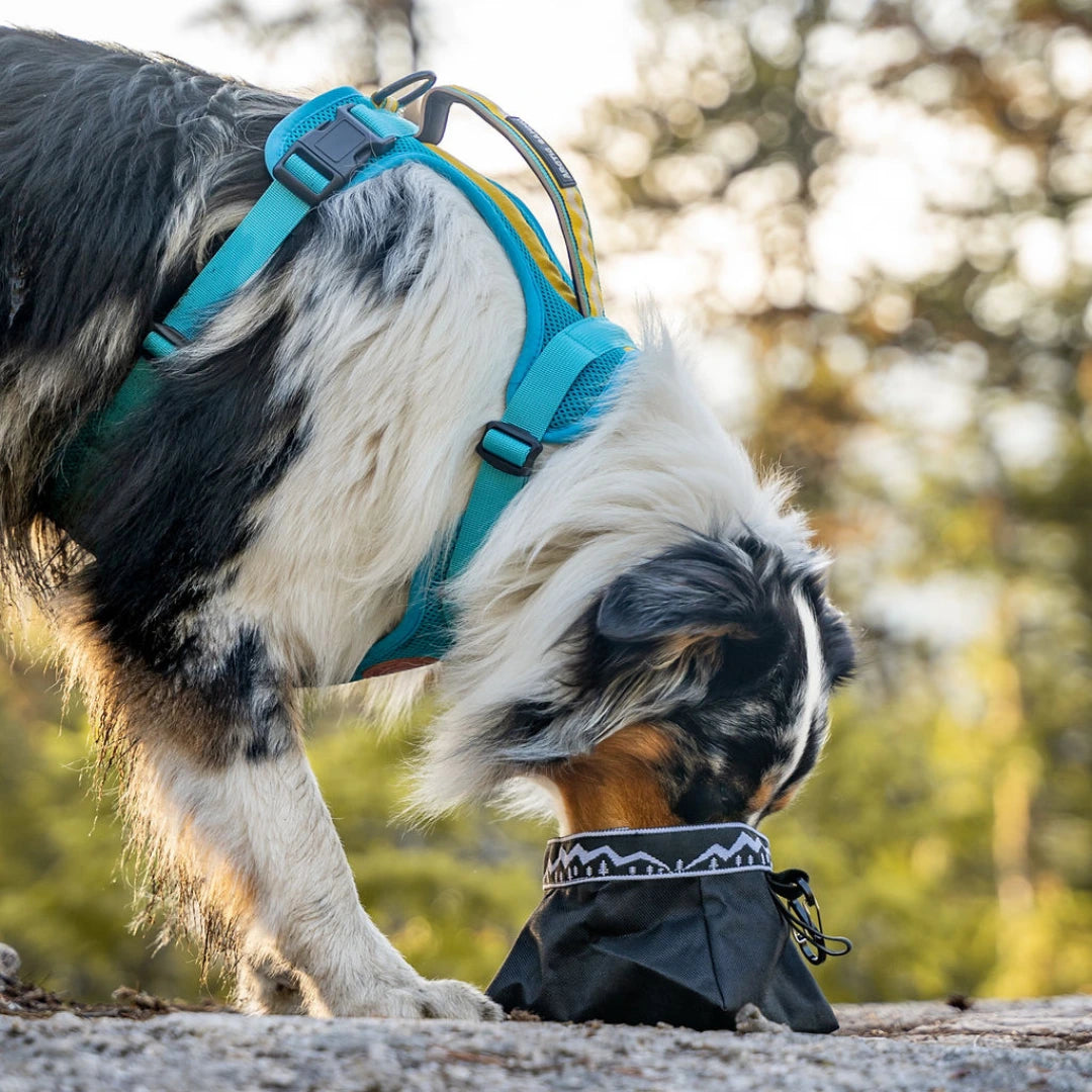 Backcountry Travel Dog Bowl