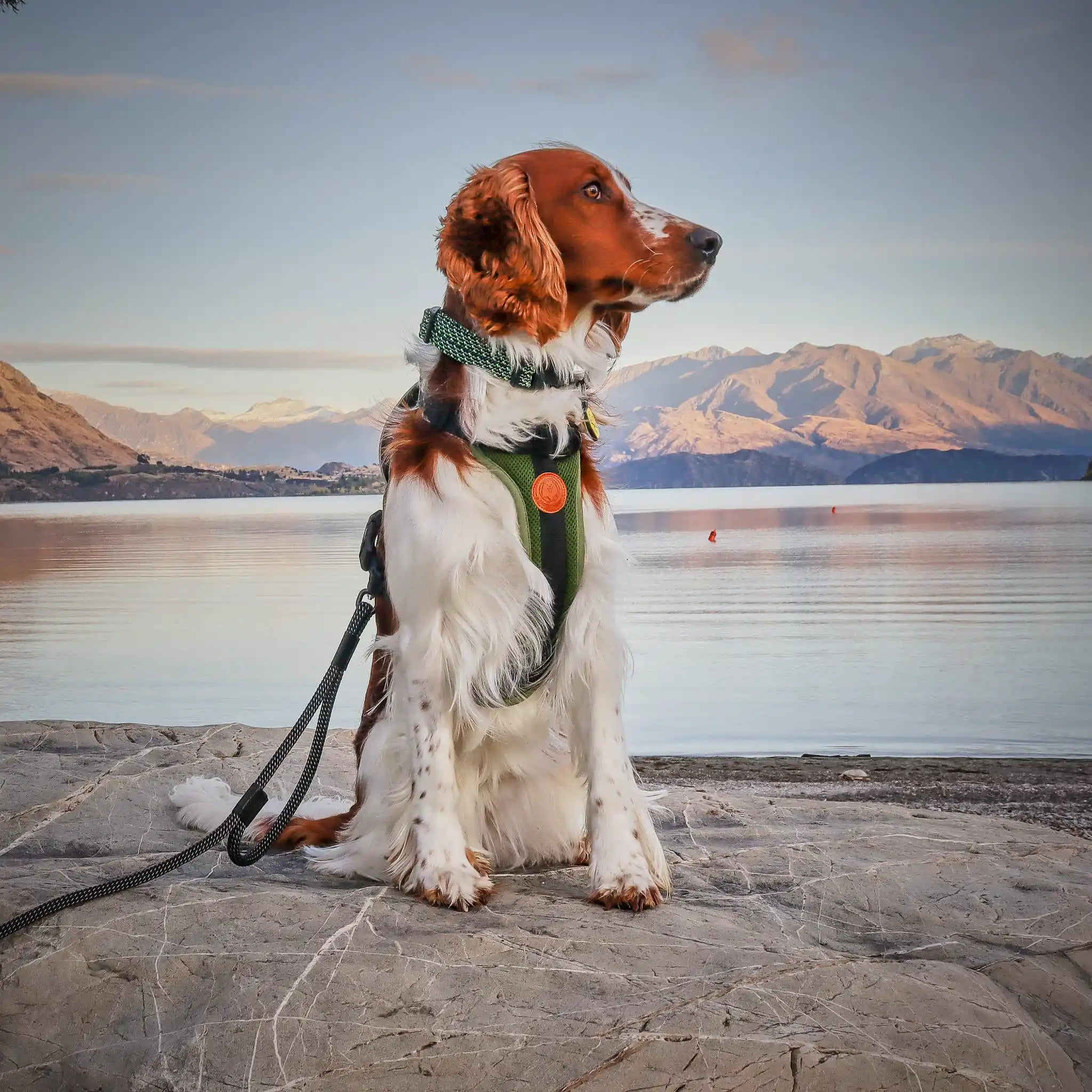 Craigieburn Dog Collar