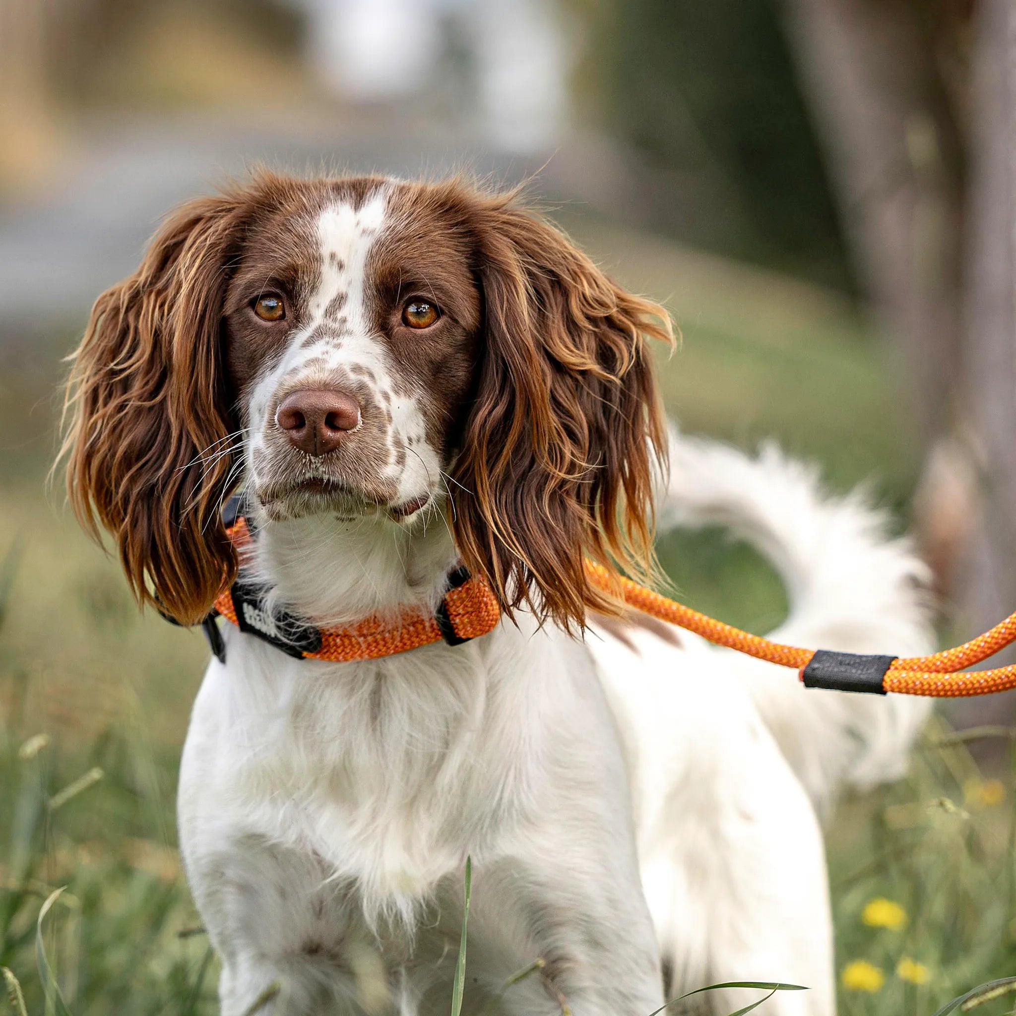 Hawea Dog Collar