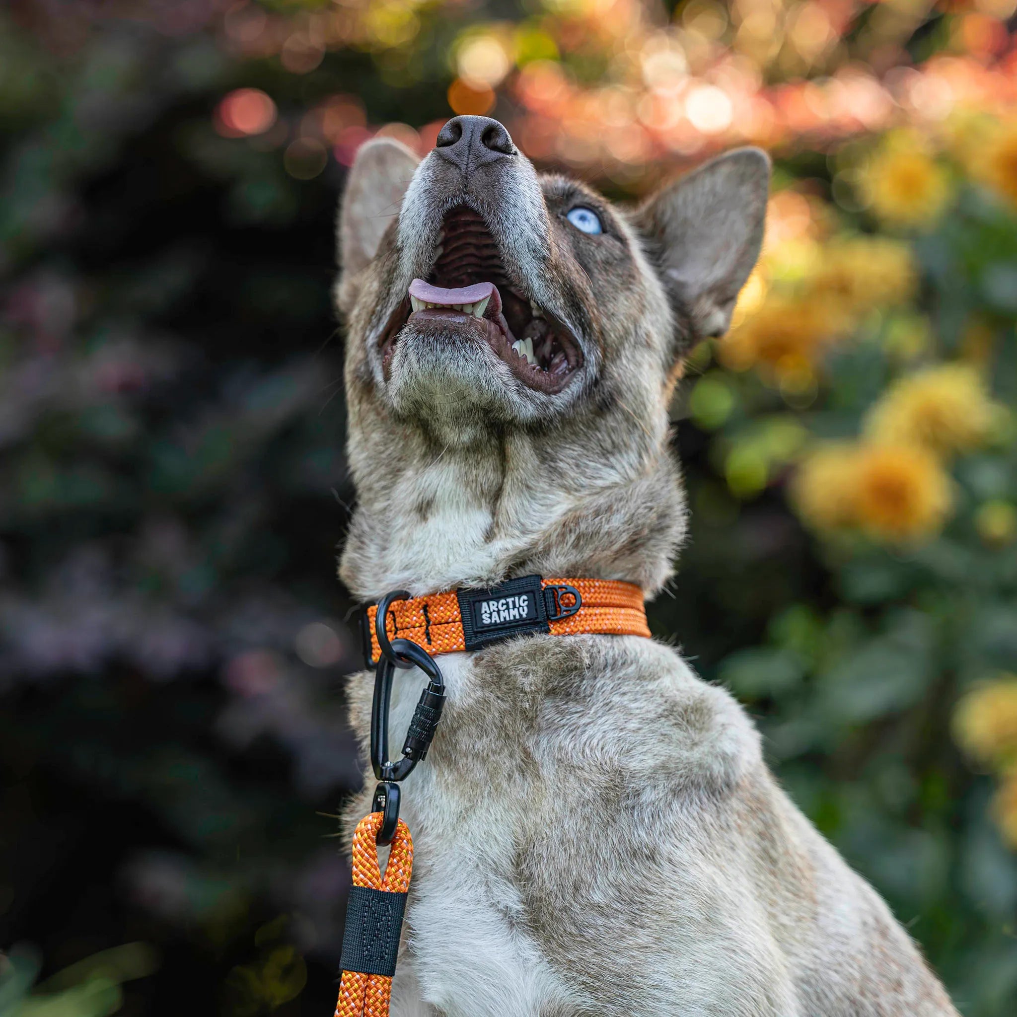 Hawea Dog Collar