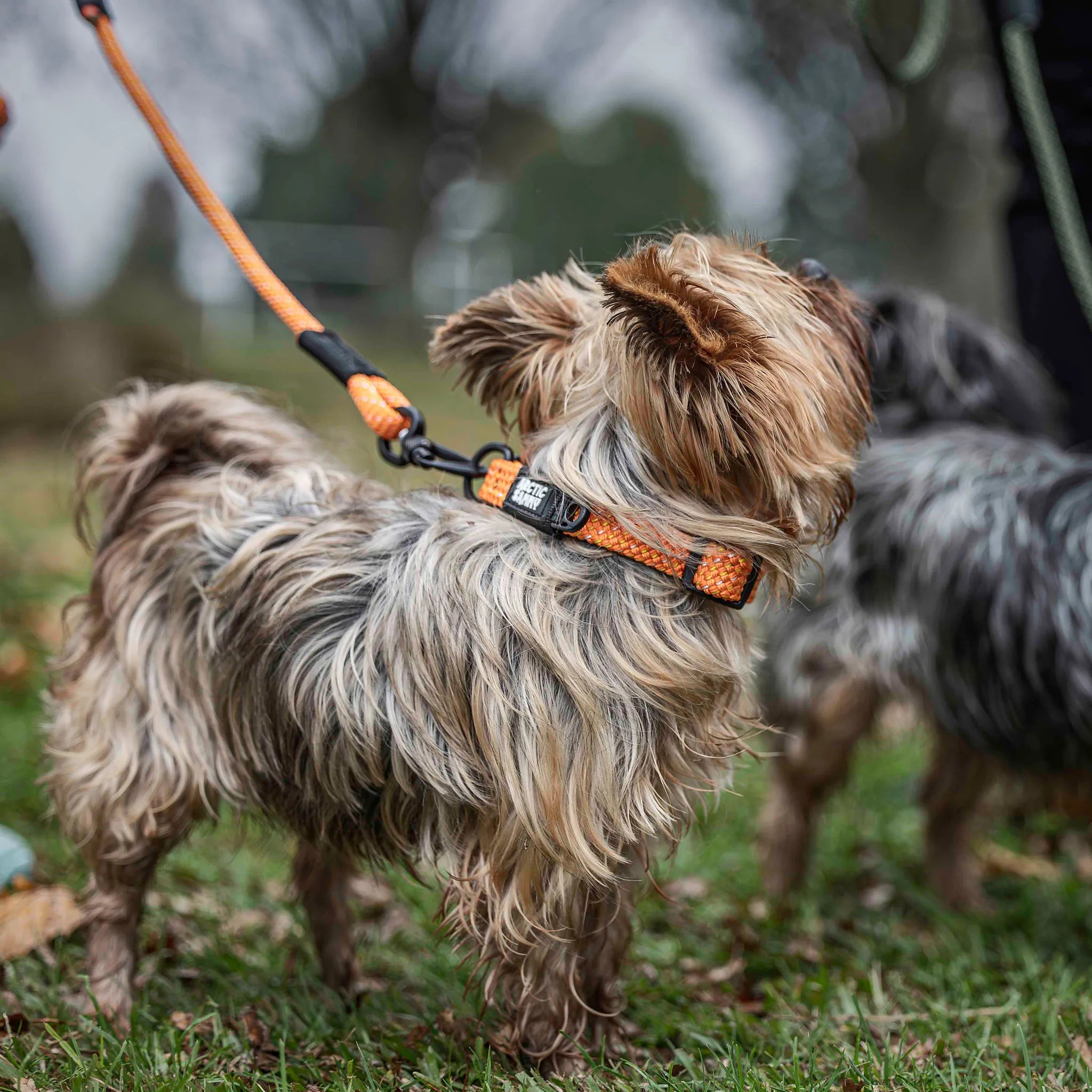 Hawea Dog Collar