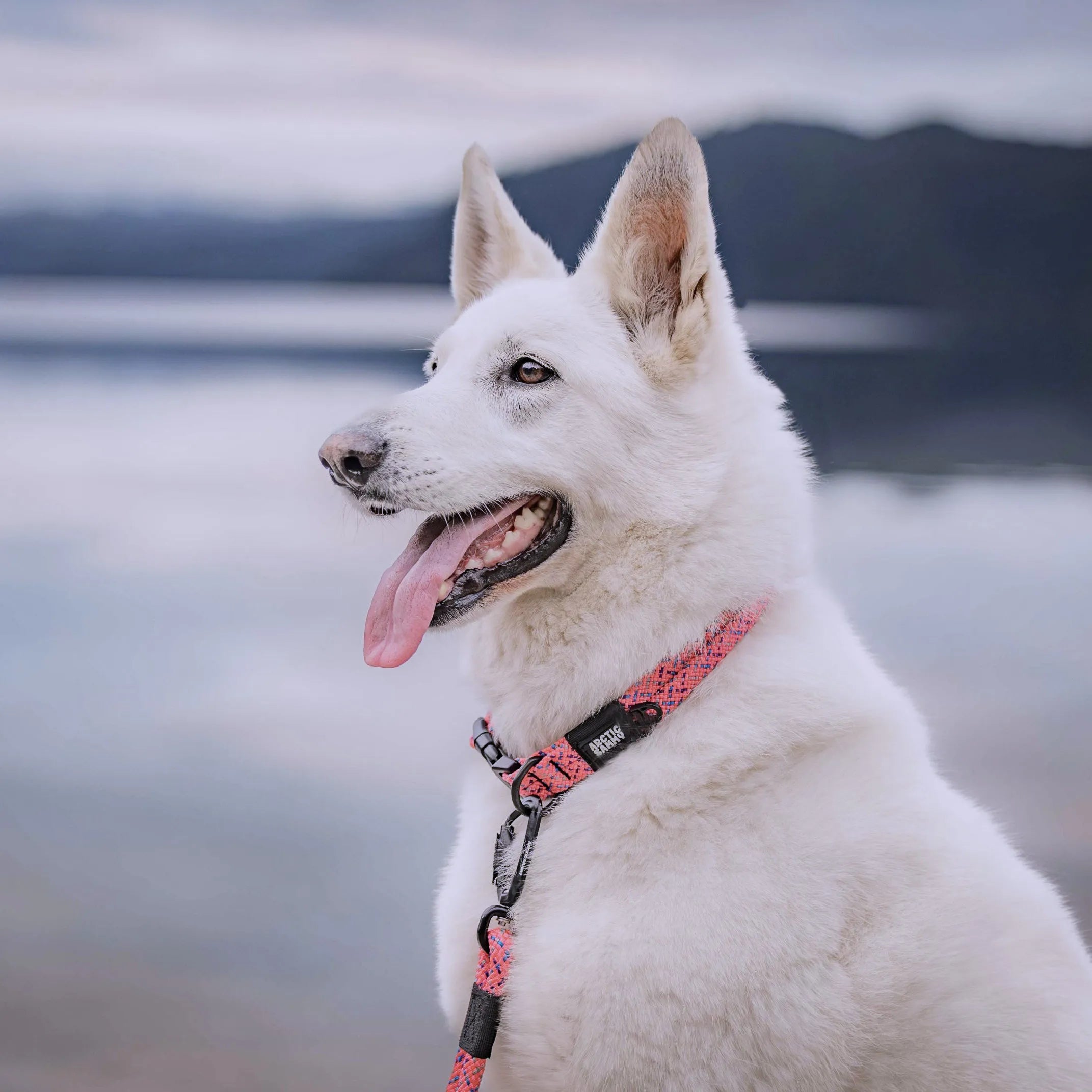 Ohau Dog Collar