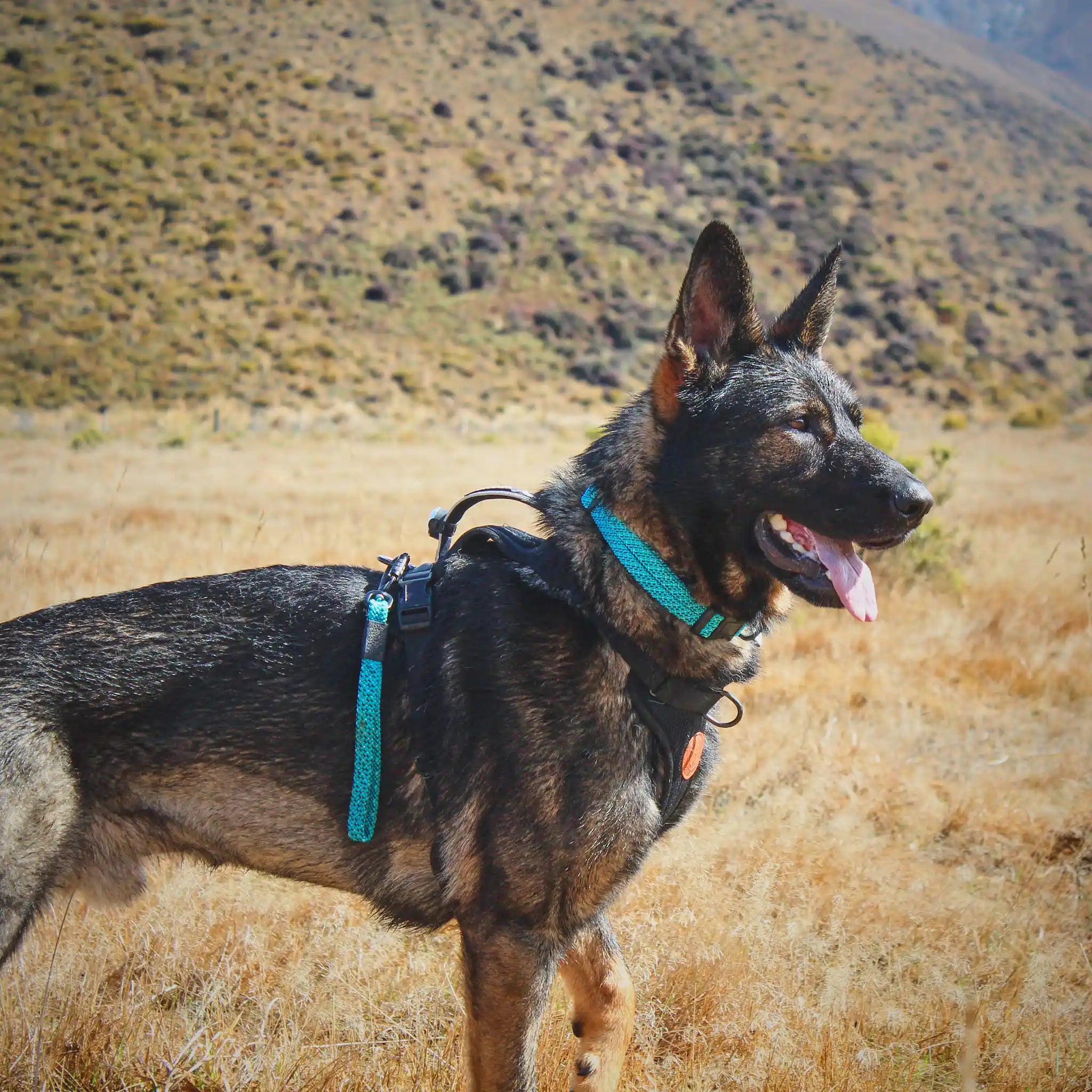 Pukaki Dog Collar