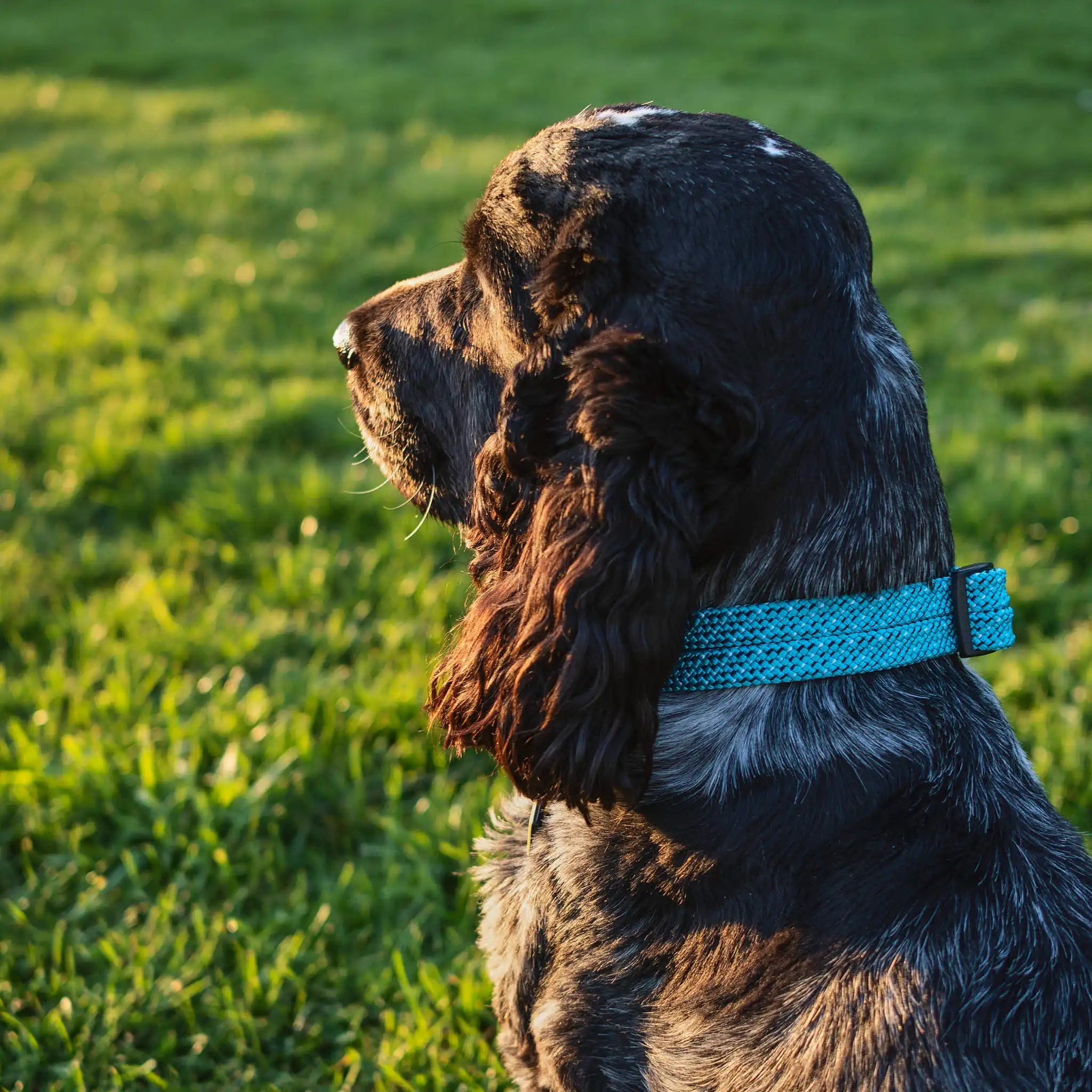 Pukaki Dog Collar