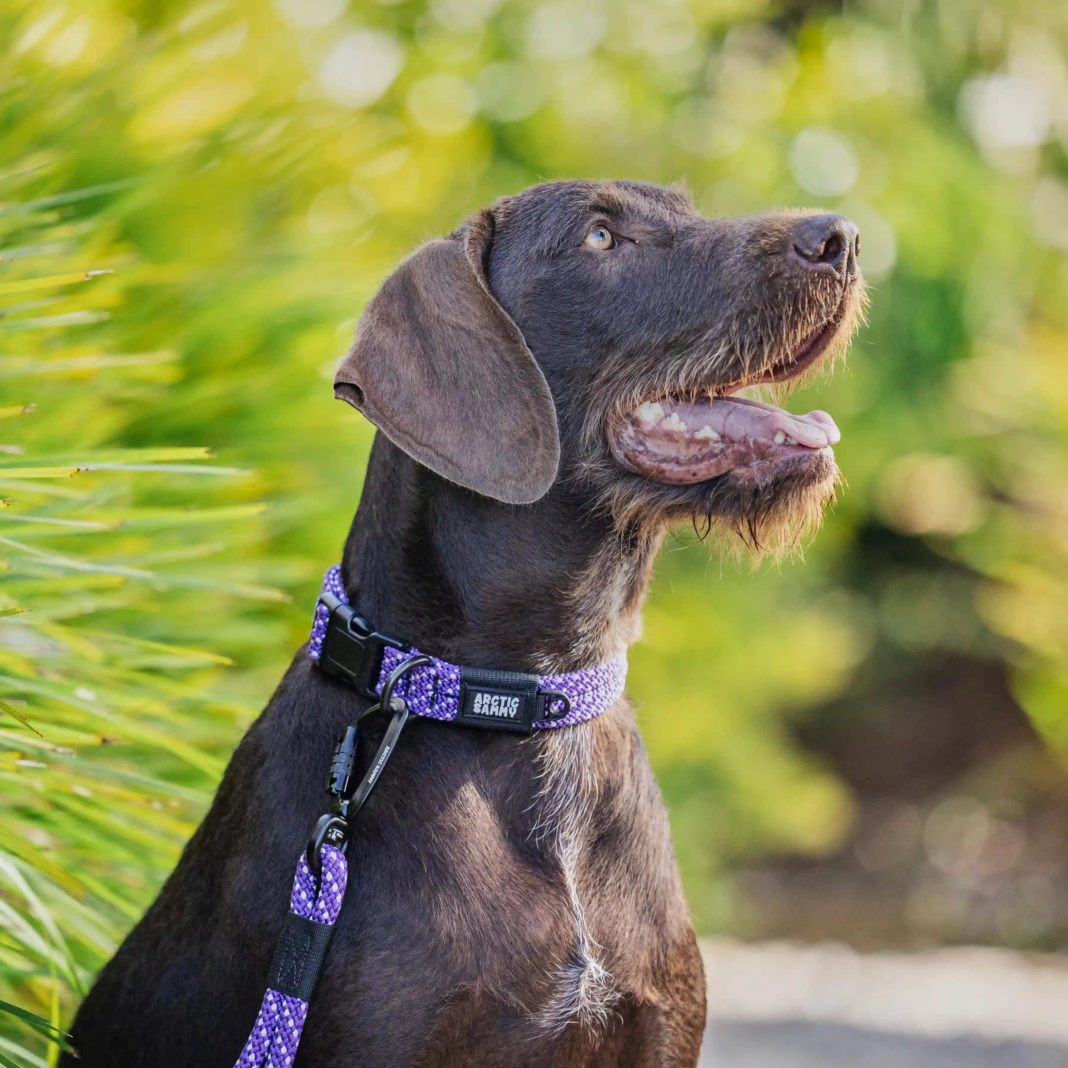 Waihi Dog Collar