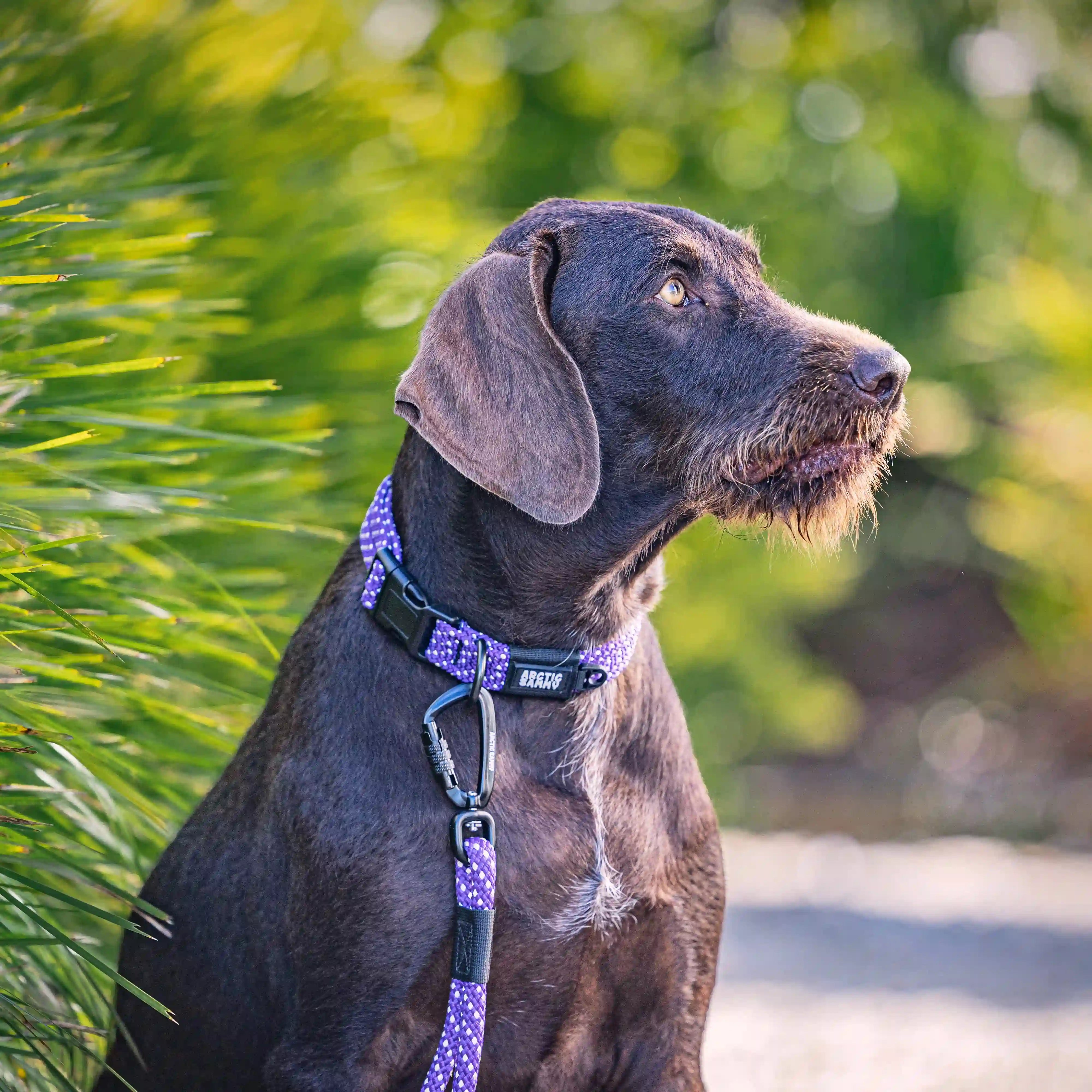 Waihi Dog Collar