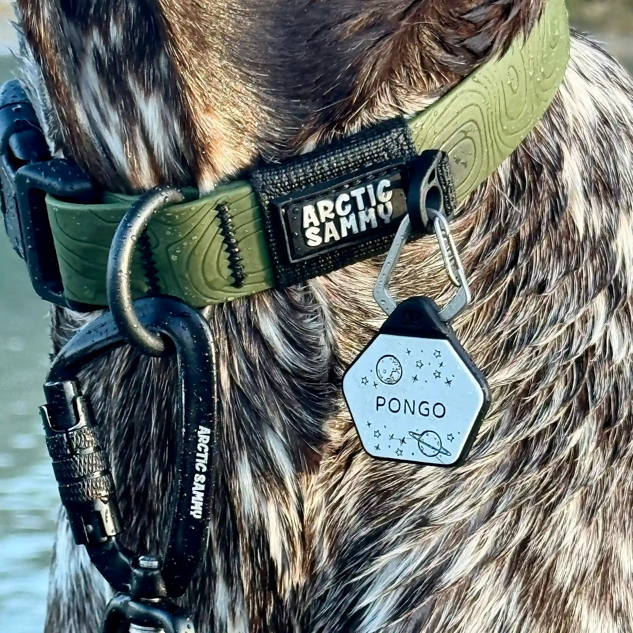 Dog ID Tag - Astro