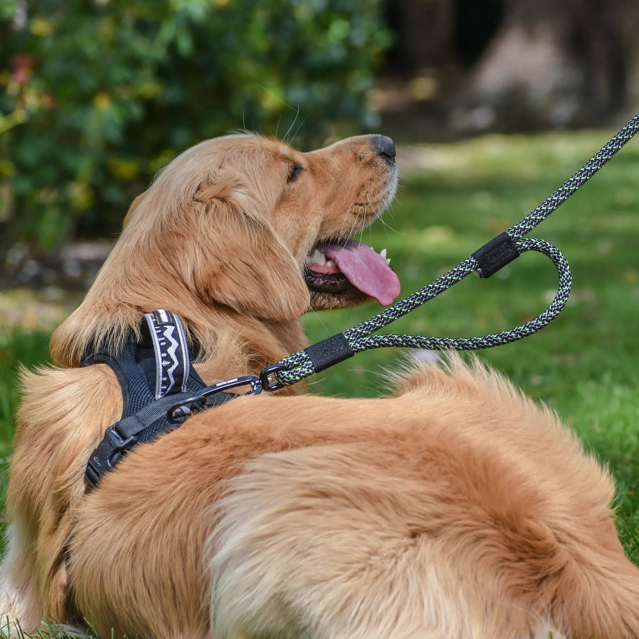 Craigieburn Rope Dog Leash with Traffic Handle