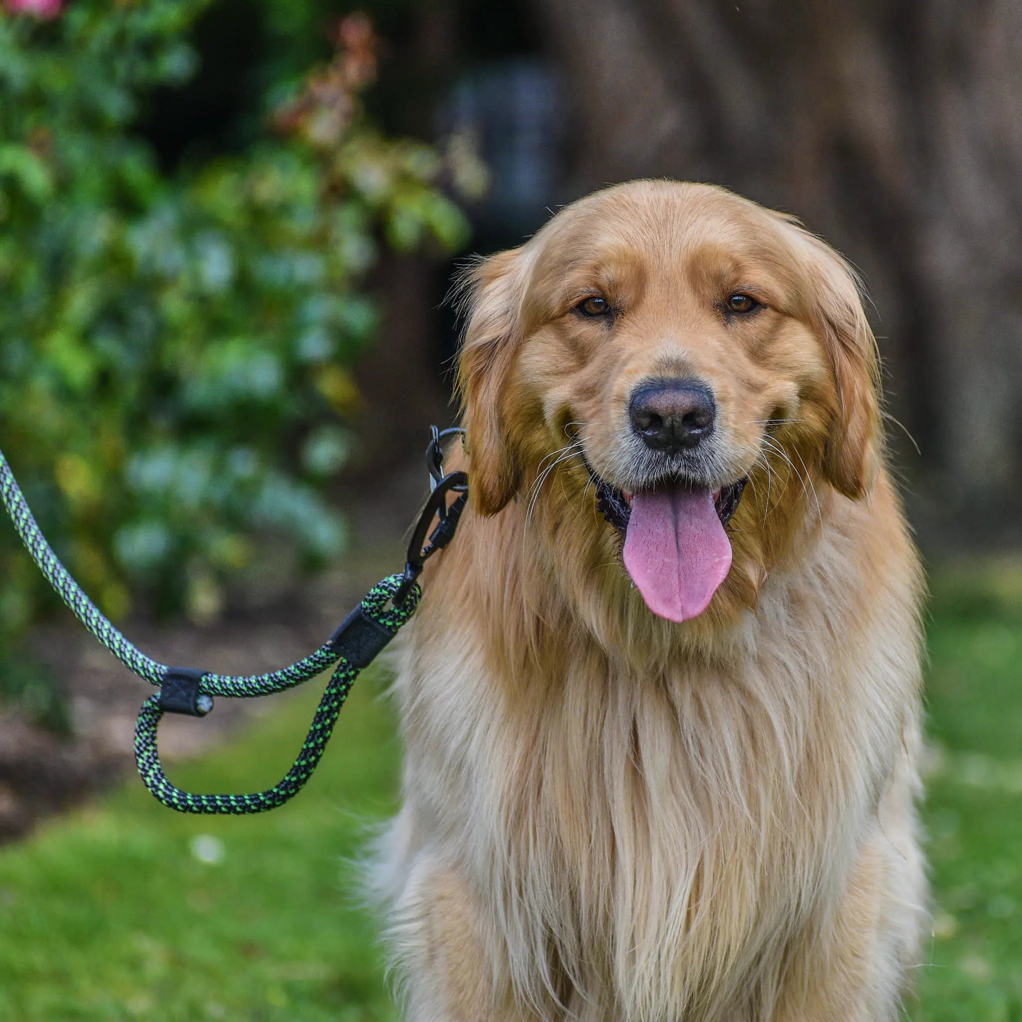 Craigieburn Rope Dog Leash with Traffic Handle