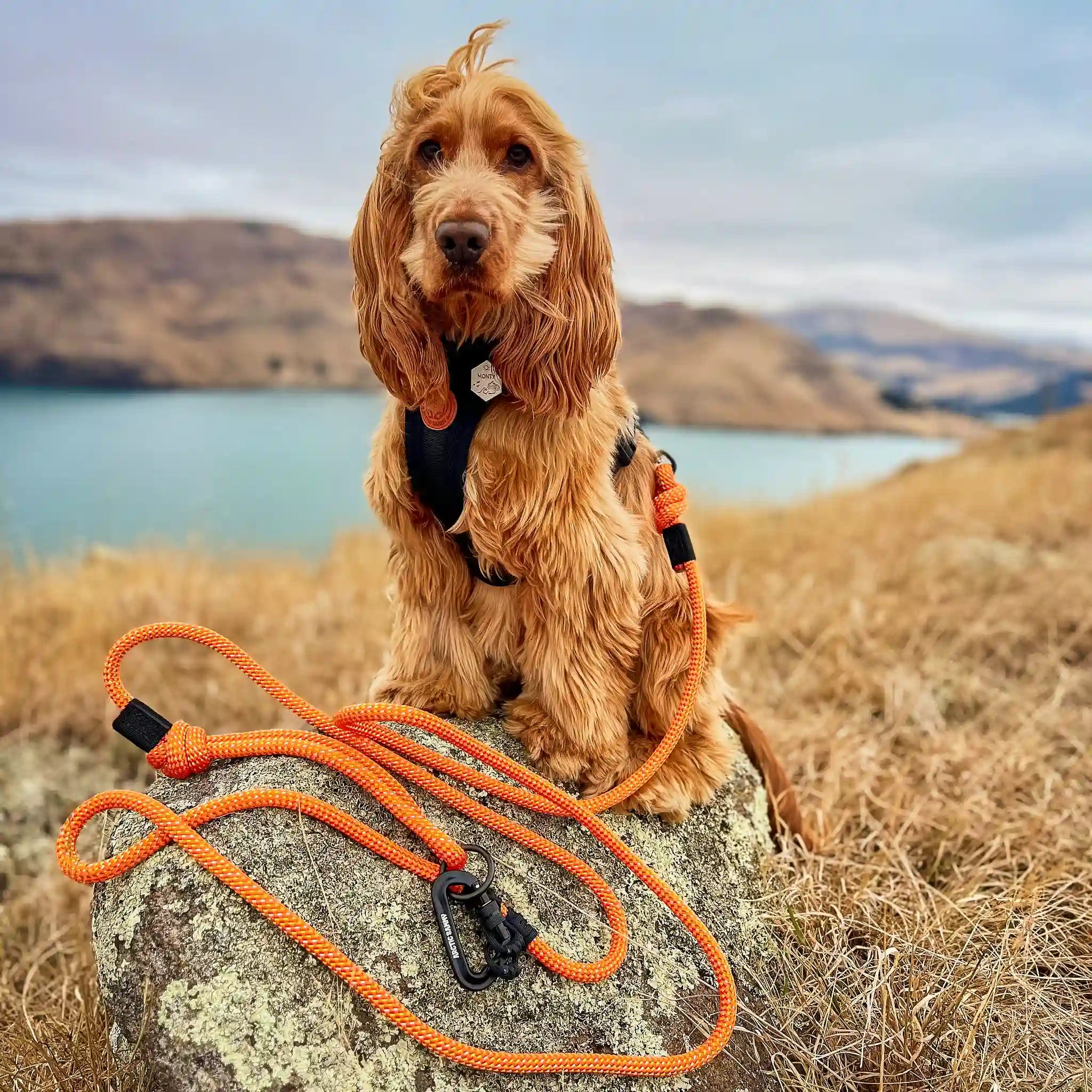 Hawea Trail Runner Handsfree Dog Leash