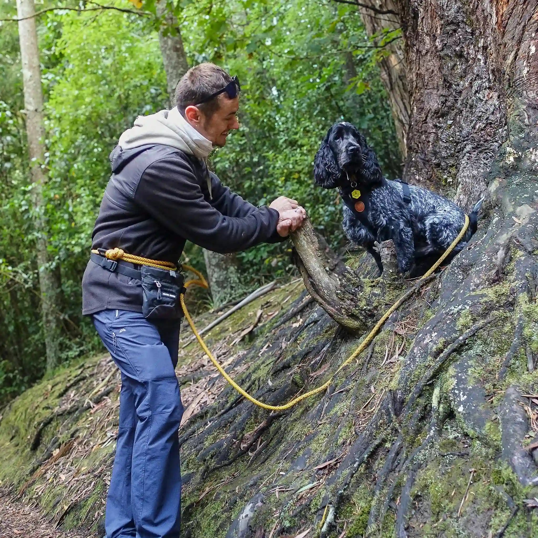 Raglan Trail Runner Handsfree Dog Leash