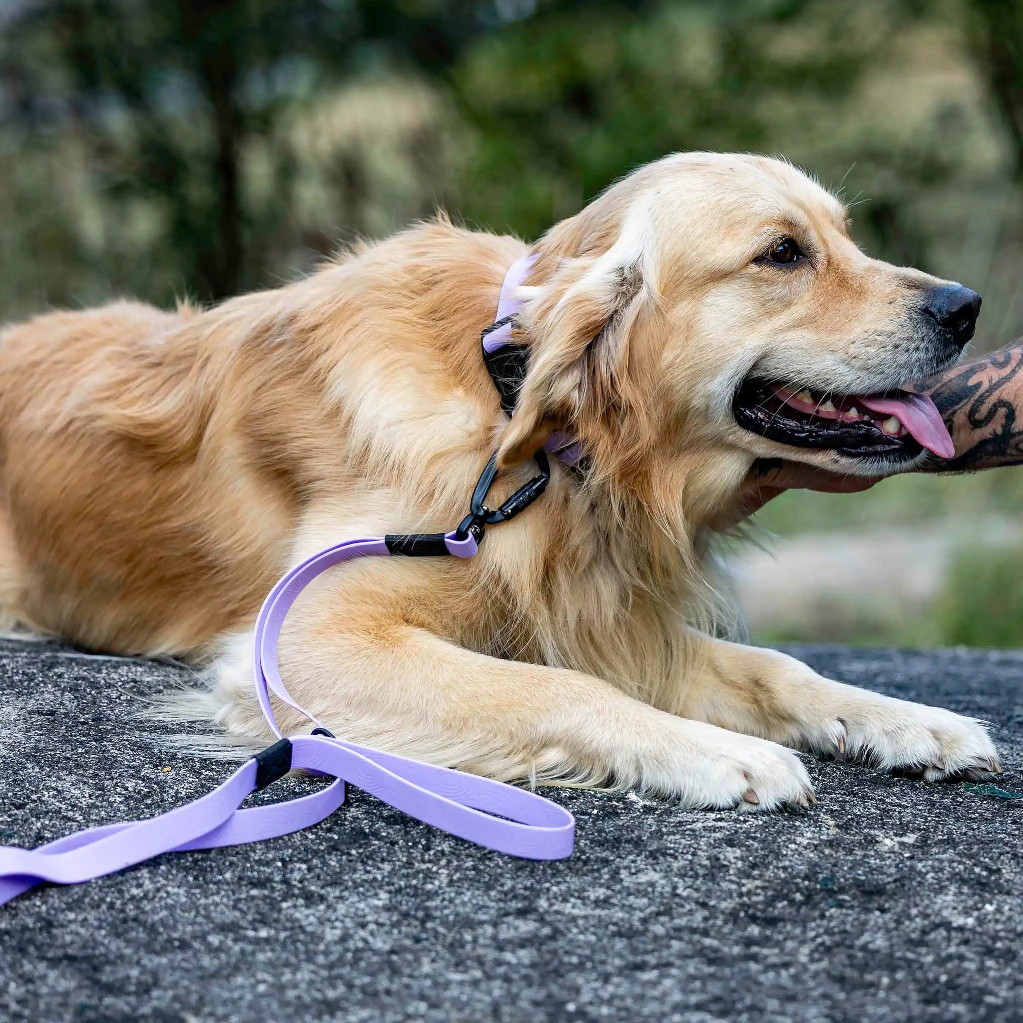 Lavender Terraflow Traffic Handle Leash