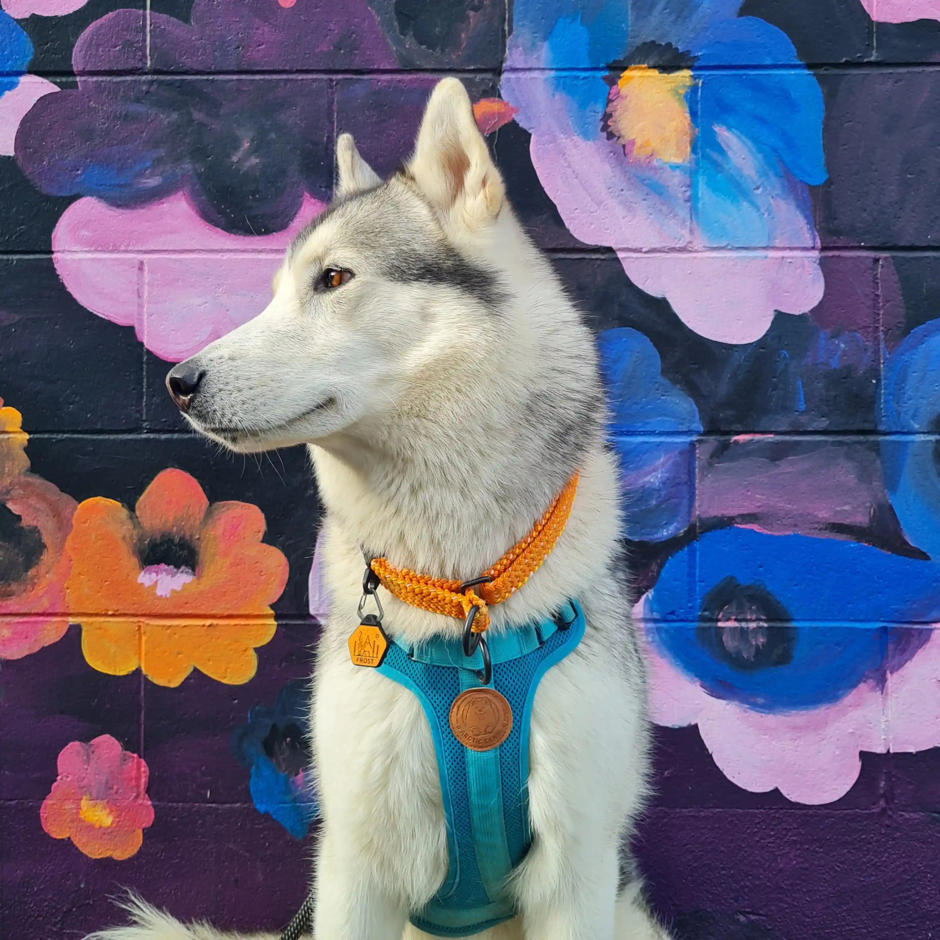 Hawea Martingale Collar