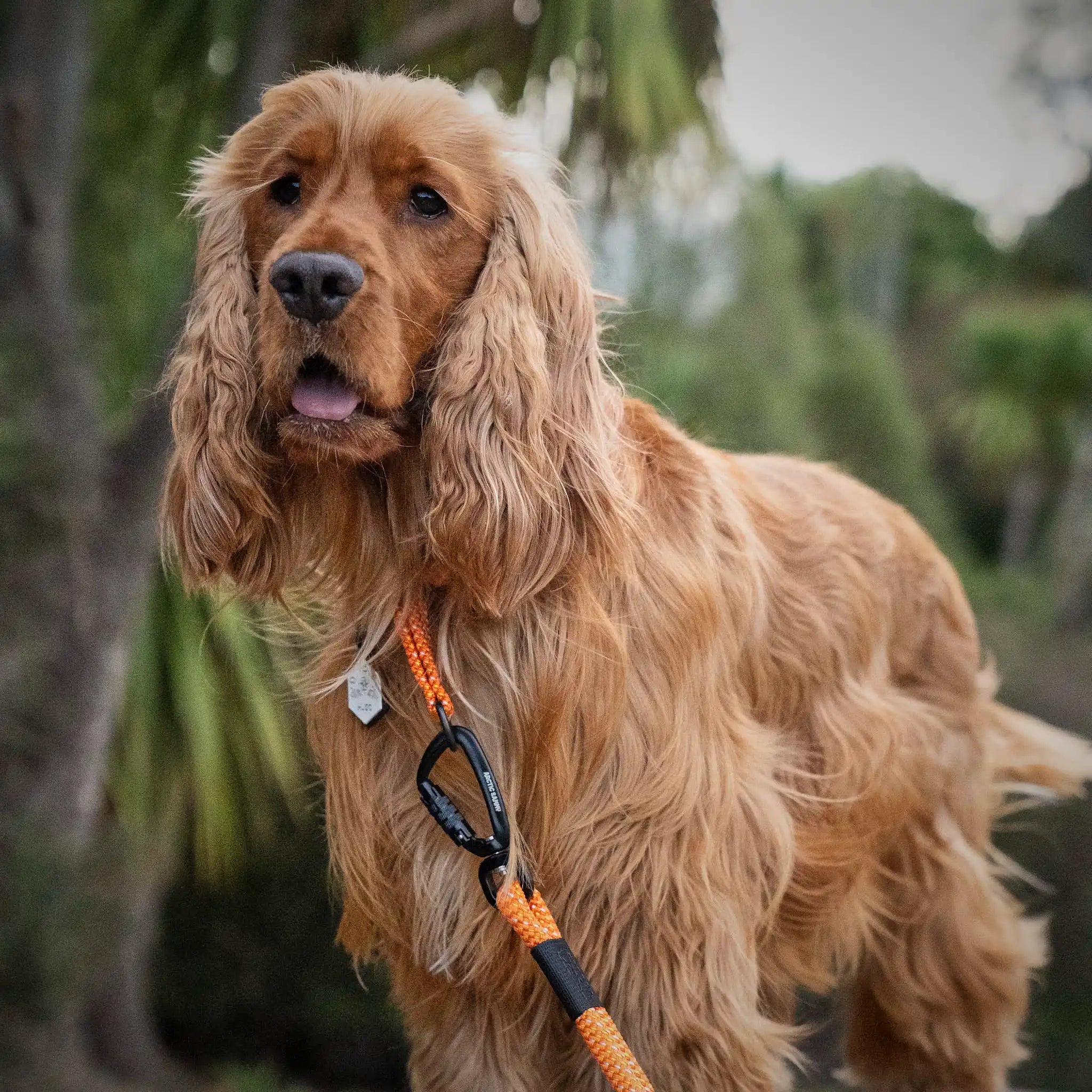 Hawea Martingale Collar