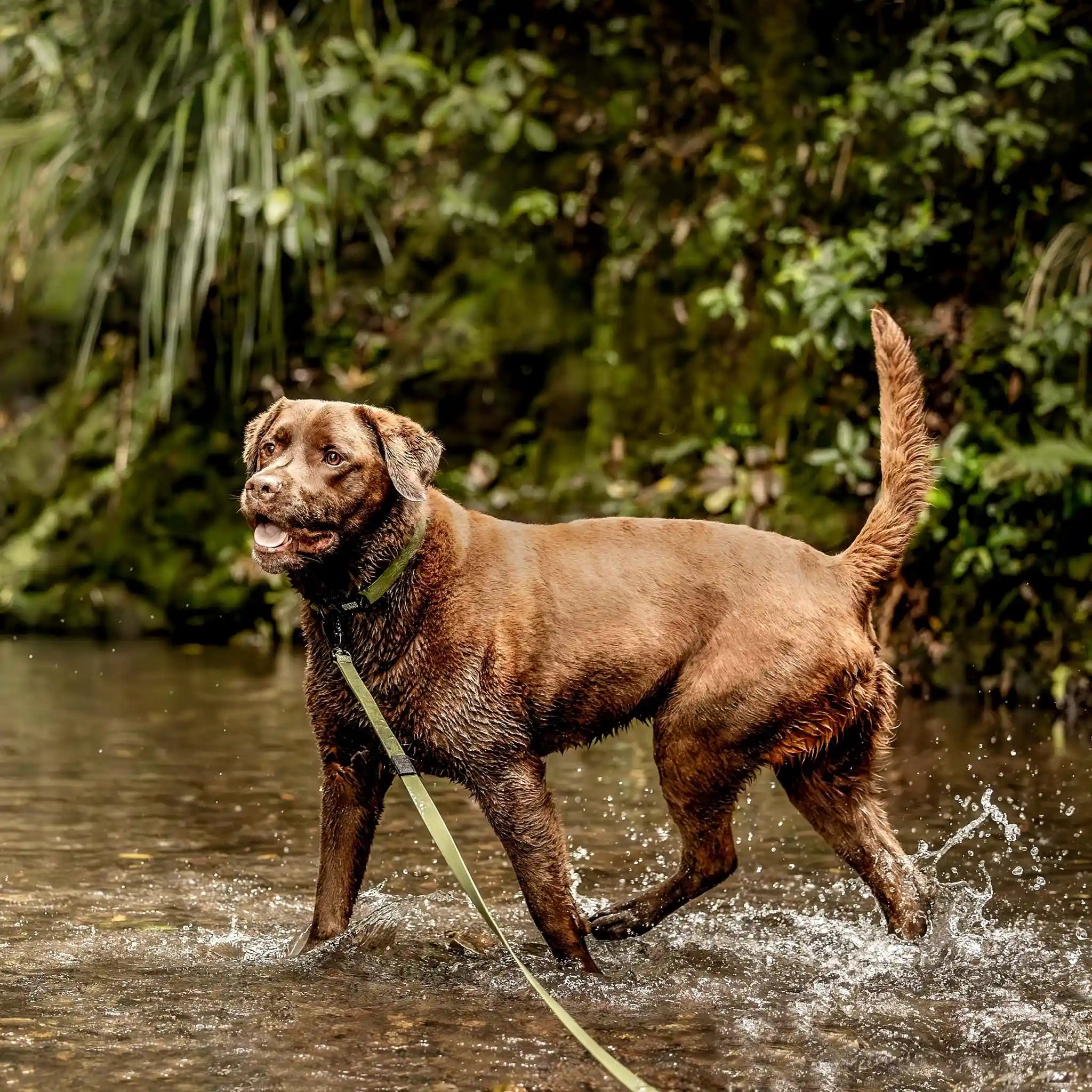 Olive Terraflow Long Line Dog Leash