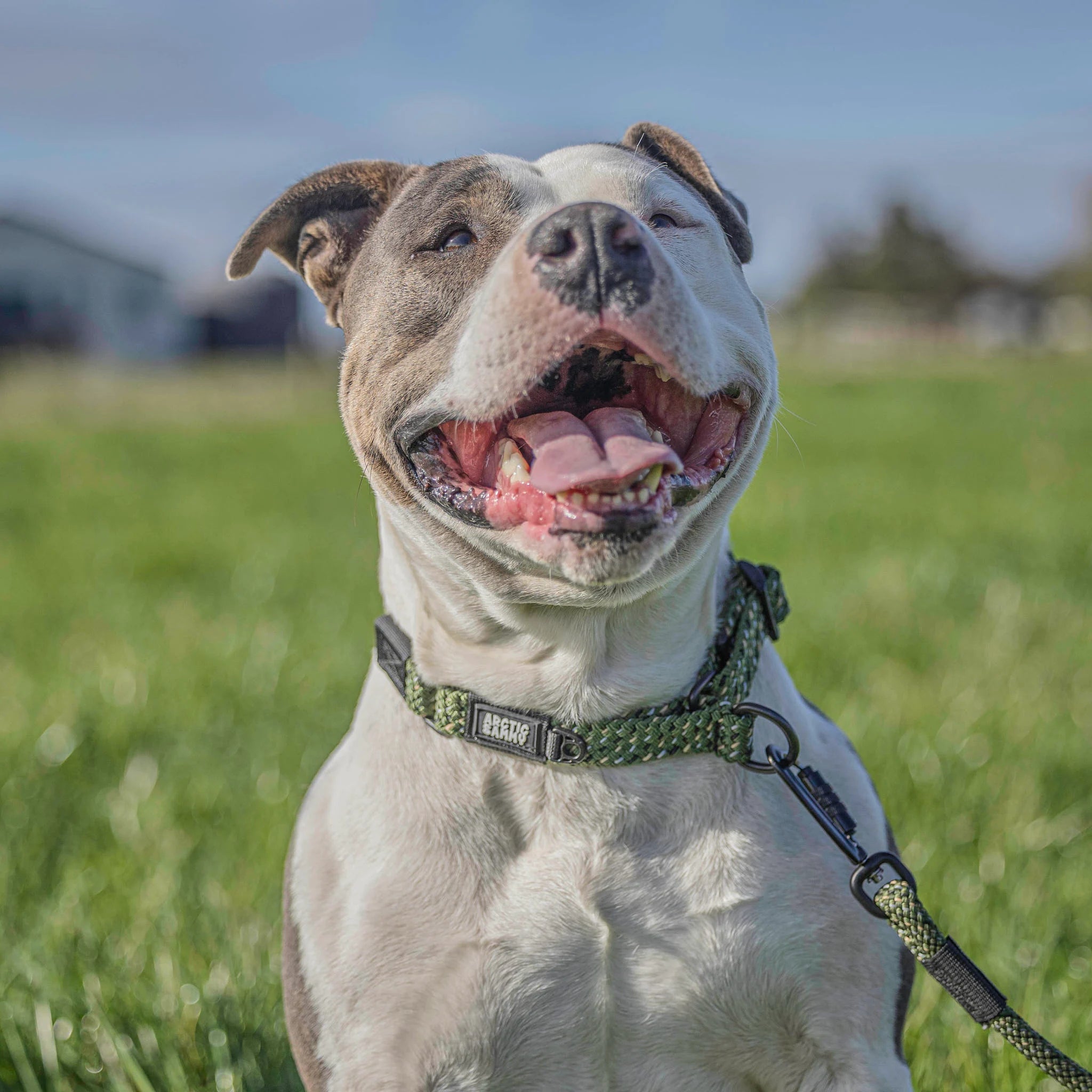 Remutaka Martingale Collar
