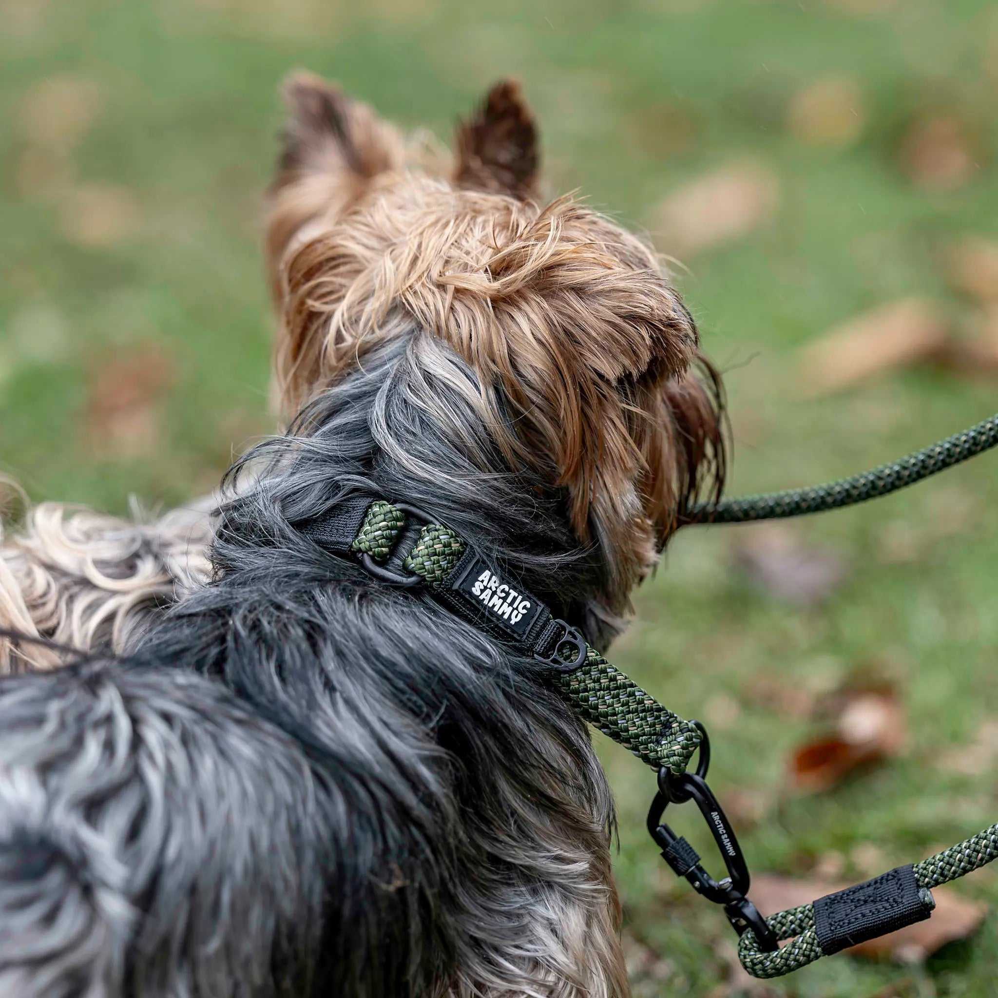 Remutaka Martingale Collar