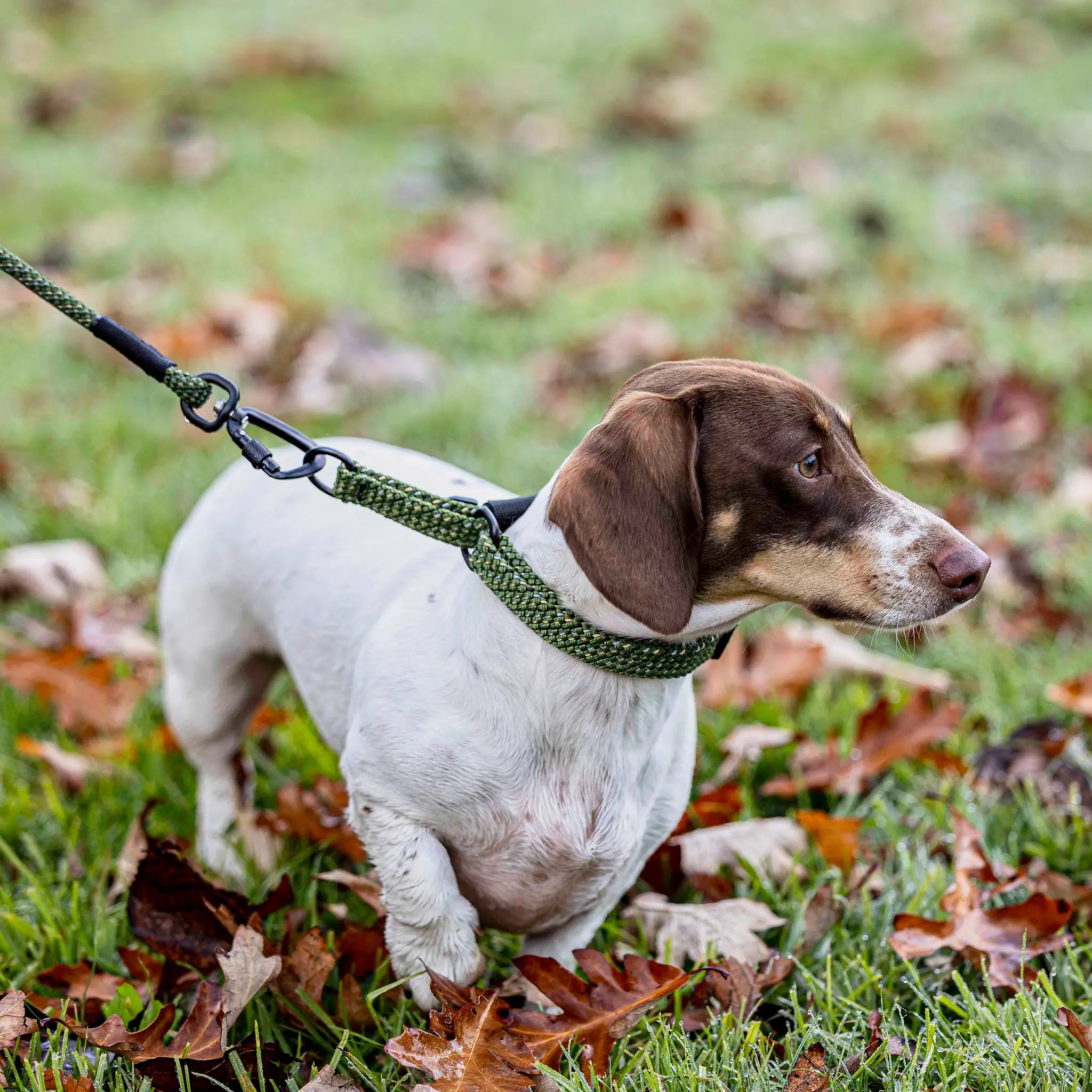 Remutaka Martingale Collar