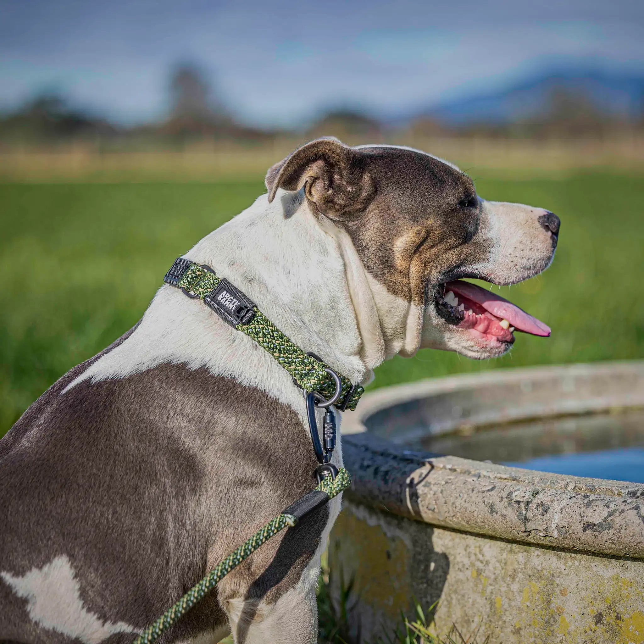 Remutaka Martingale Collar