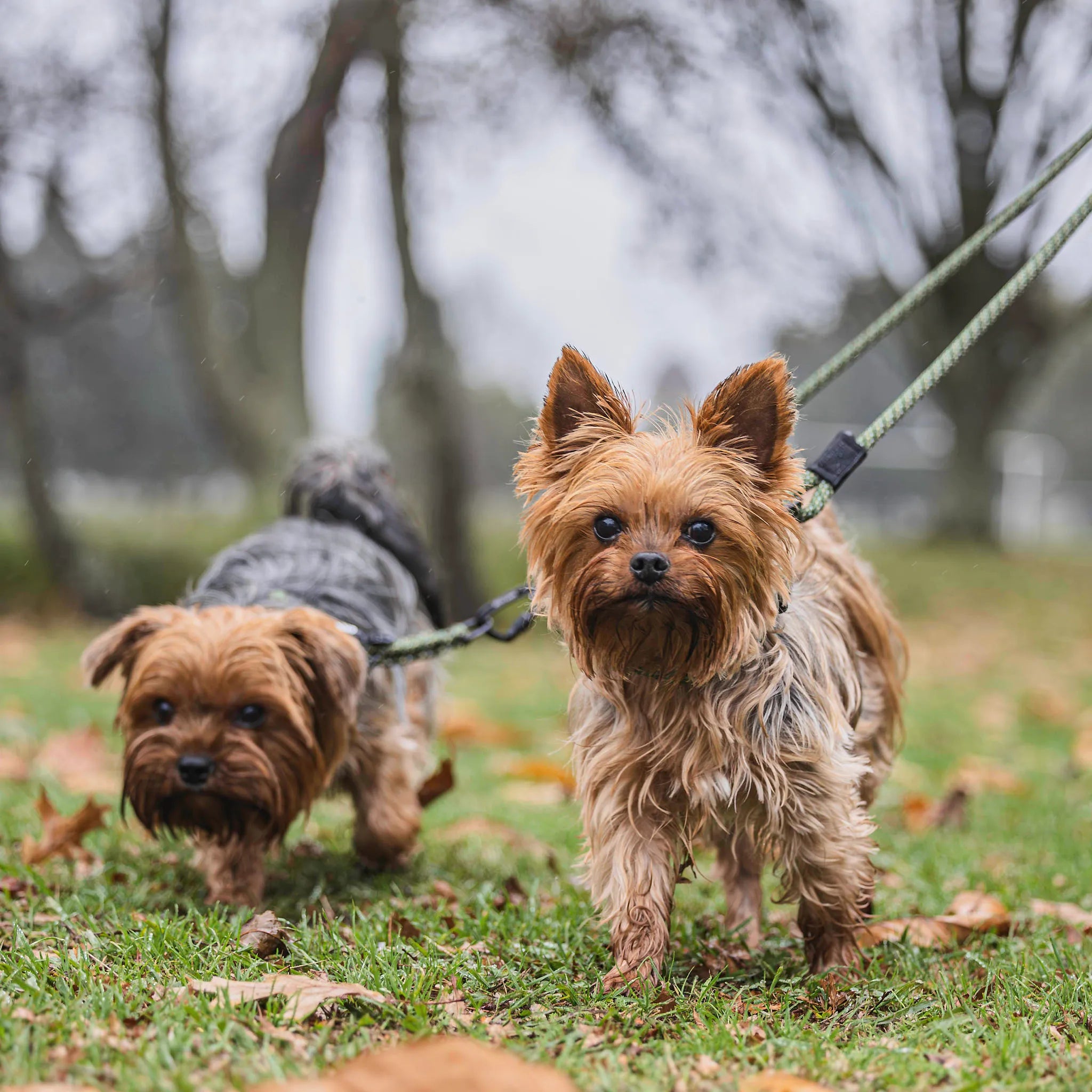 Remutaka Double Dog Leash