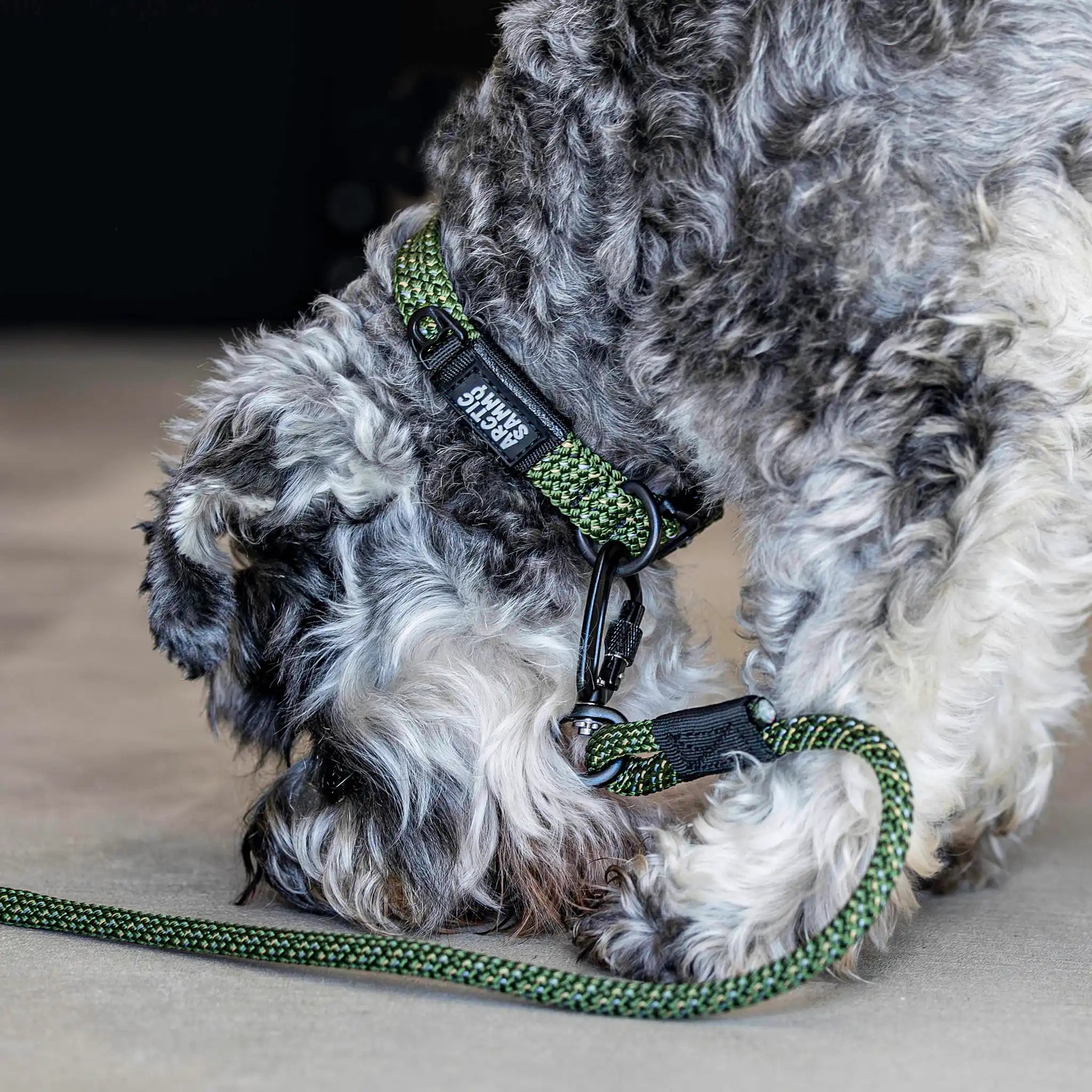 Remutaka Dog Collar