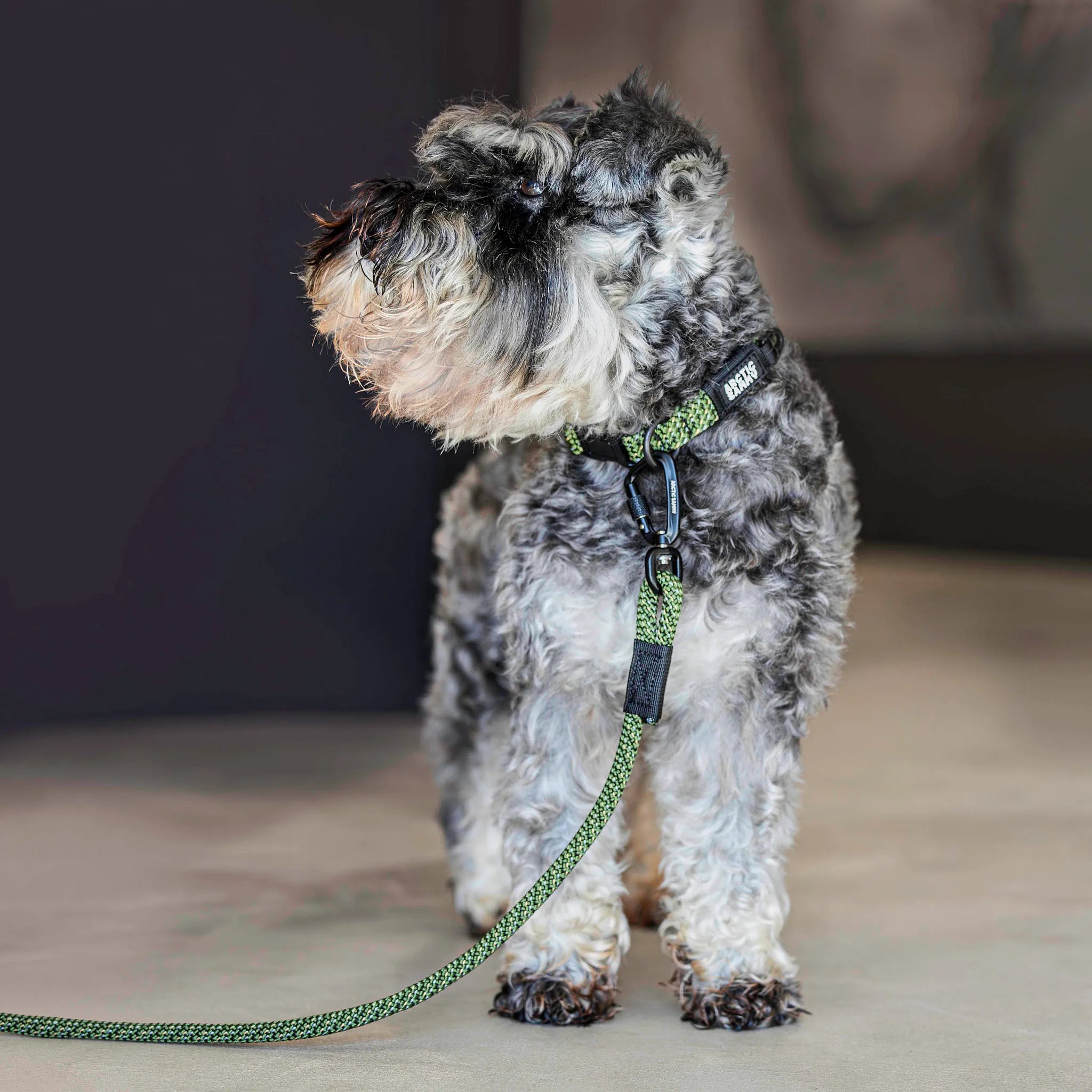 Remutaka Dog Collar
