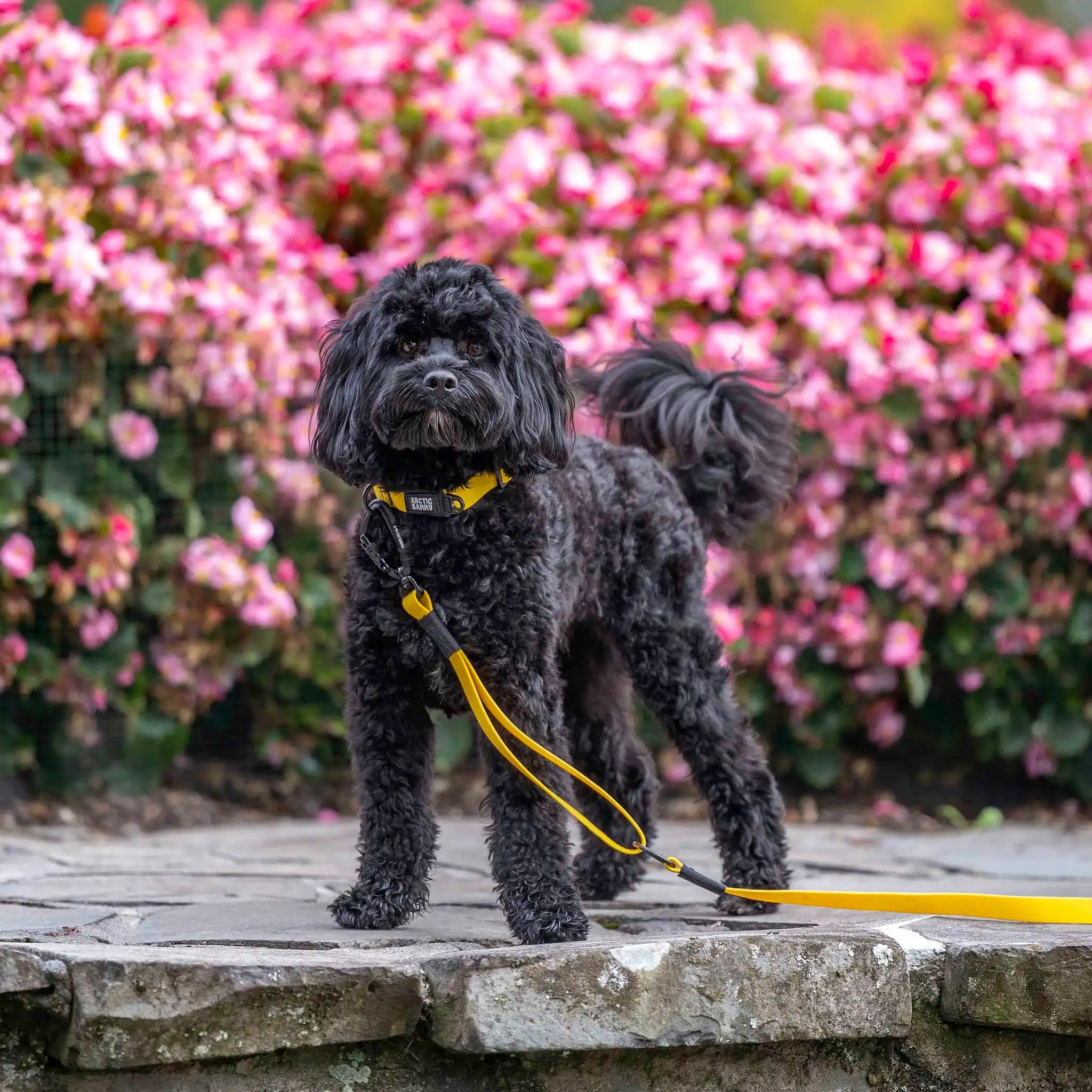 Mustard Yellow Terraflow Traffic Handle Leash